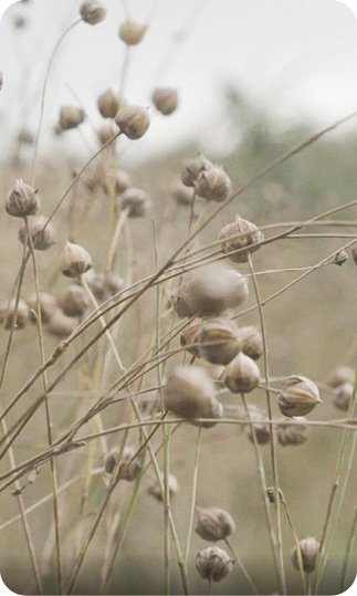 Oilseed Flax