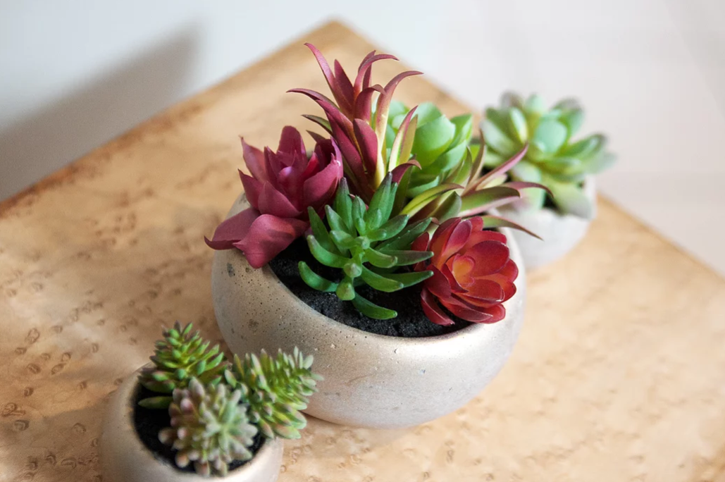 Succulents 3.PNG