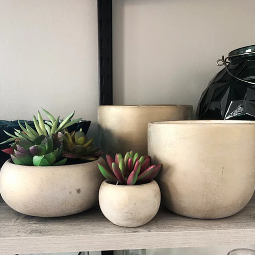 Succulents. Assorted Sizes.PNG