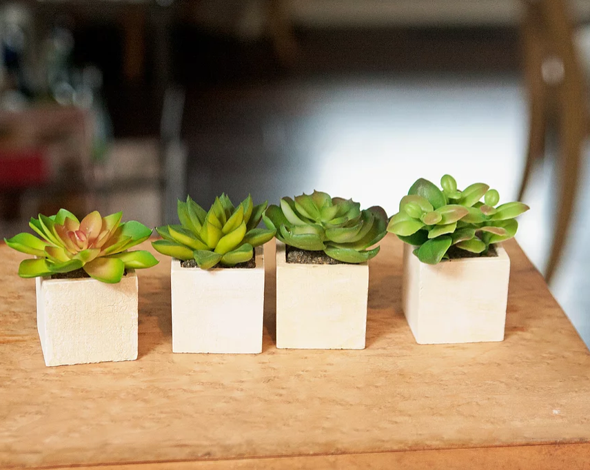 Succulents in square pots.PNG