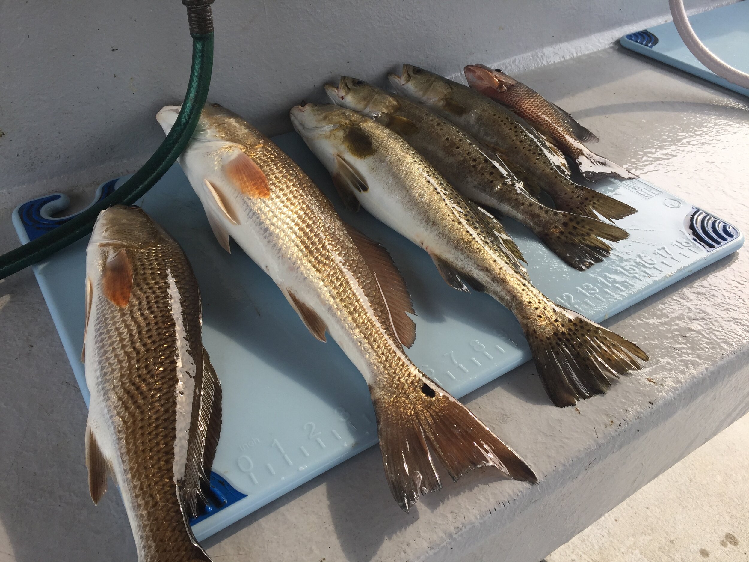 redfish and trout.JPG