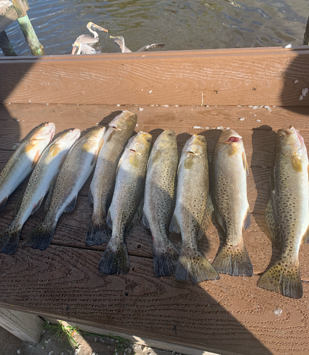 Chokoloskee Fishing Guide Latest Fishing Report — Capt. Ronnie Revels