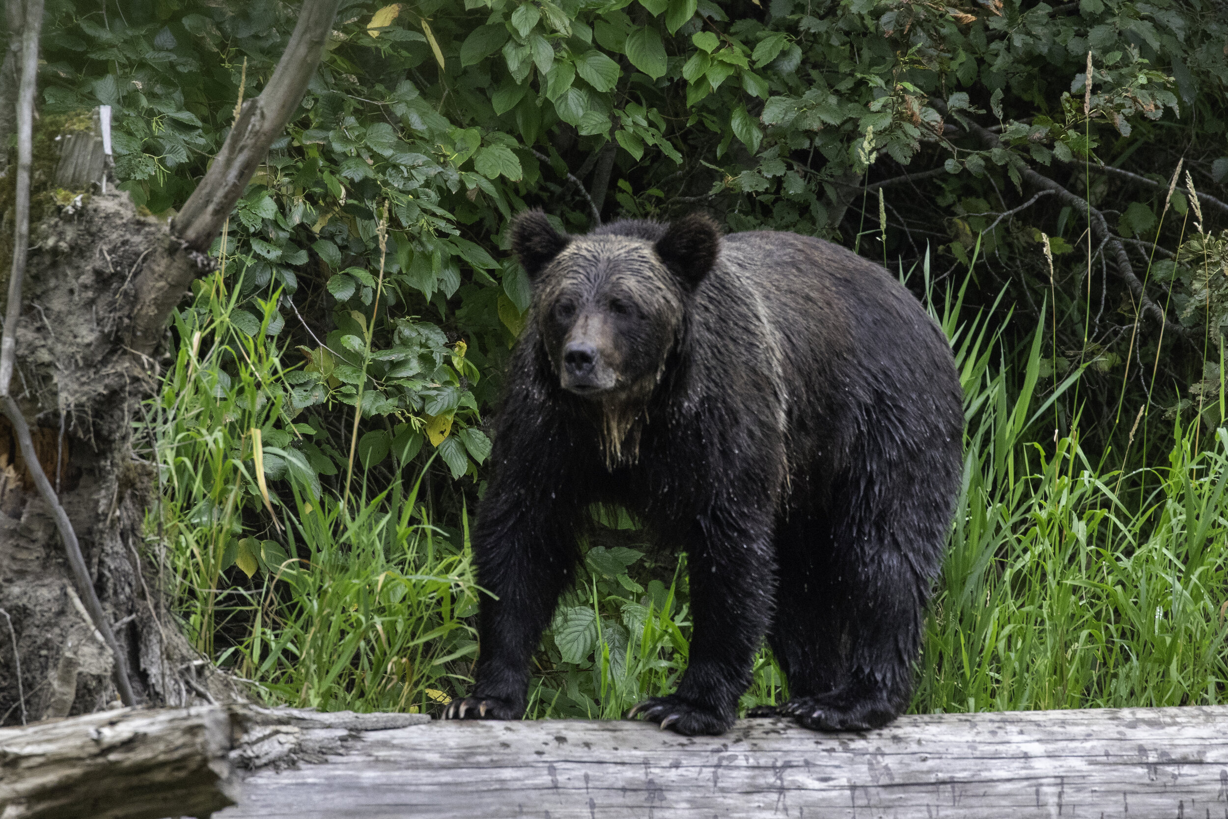 bear on log5 (1 of 1).jpg