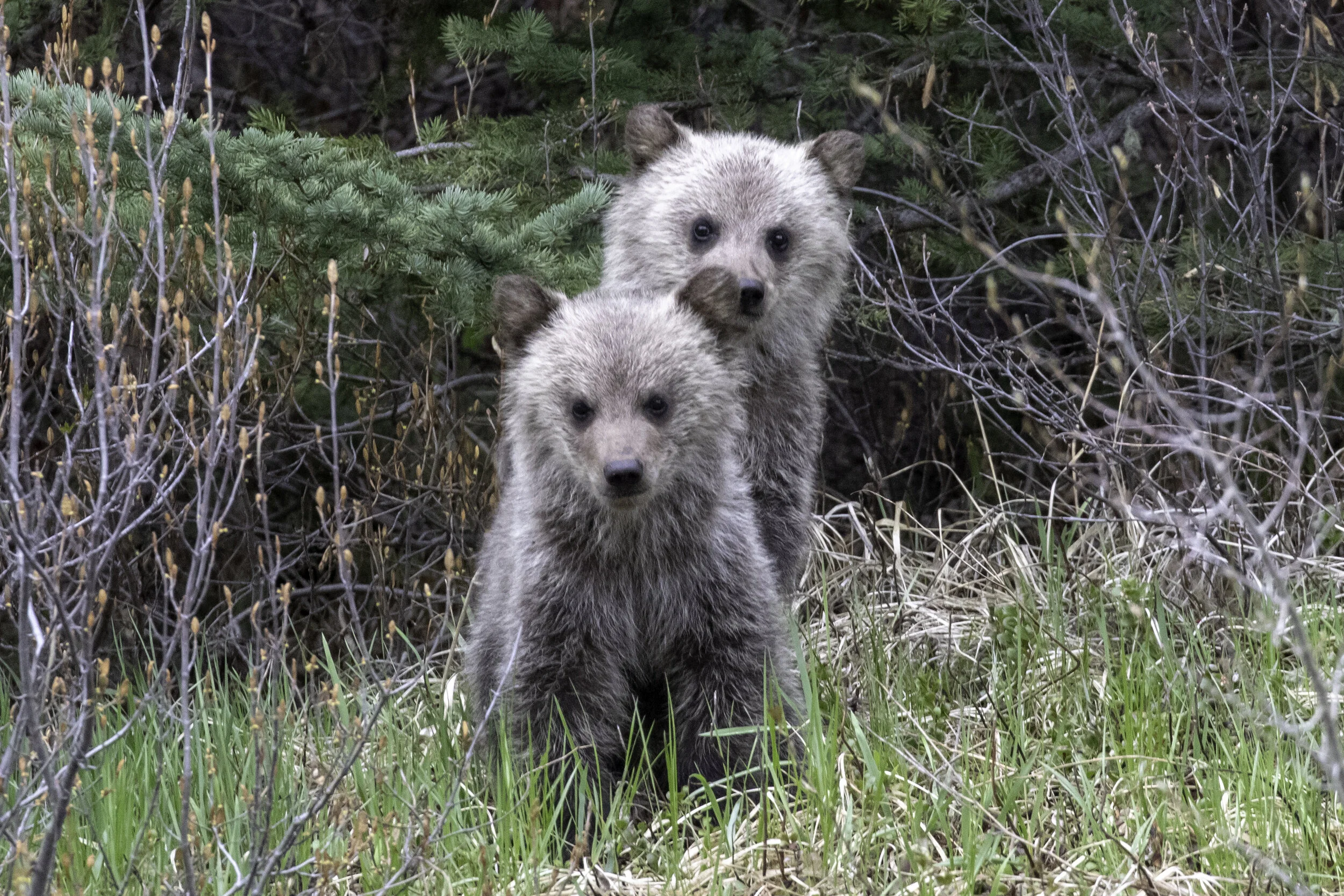 cubs2 (1 of 1).jpg
