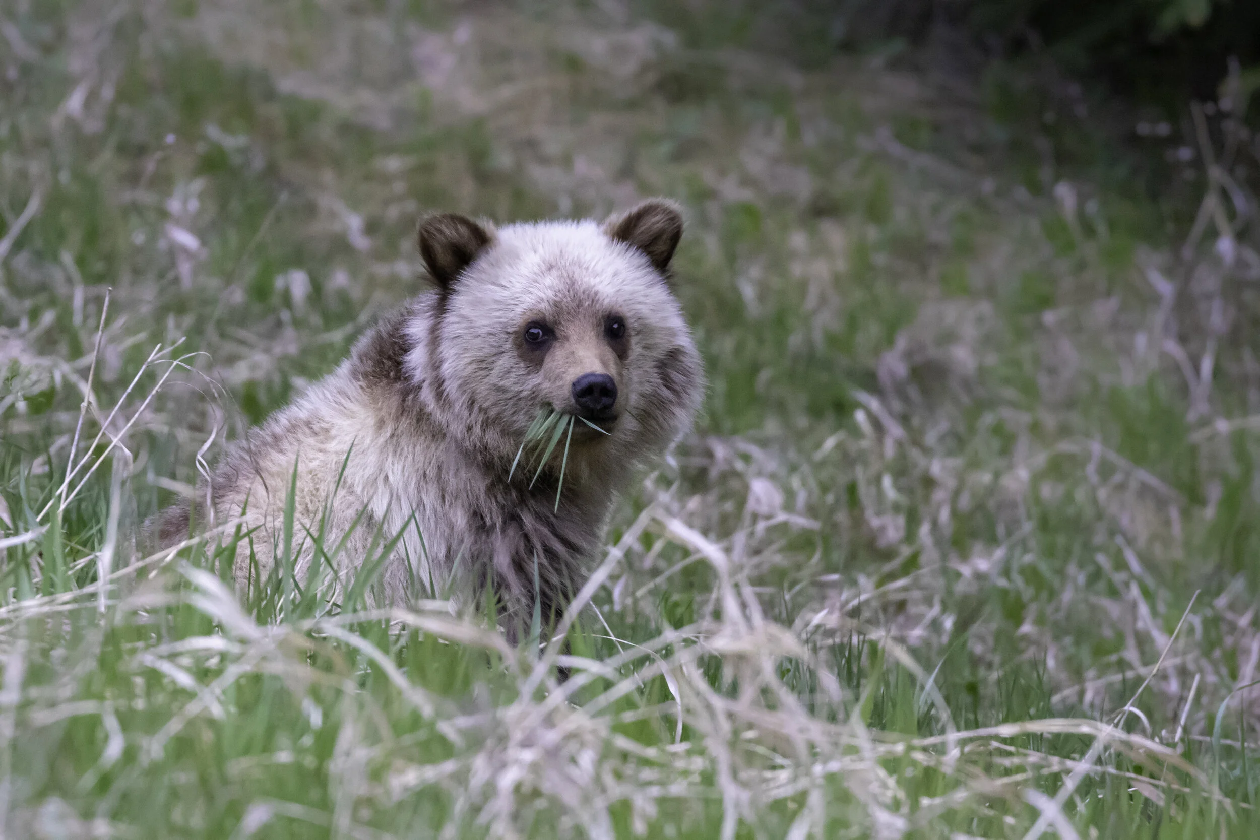 june5 cub1 (1 of 1).jpg