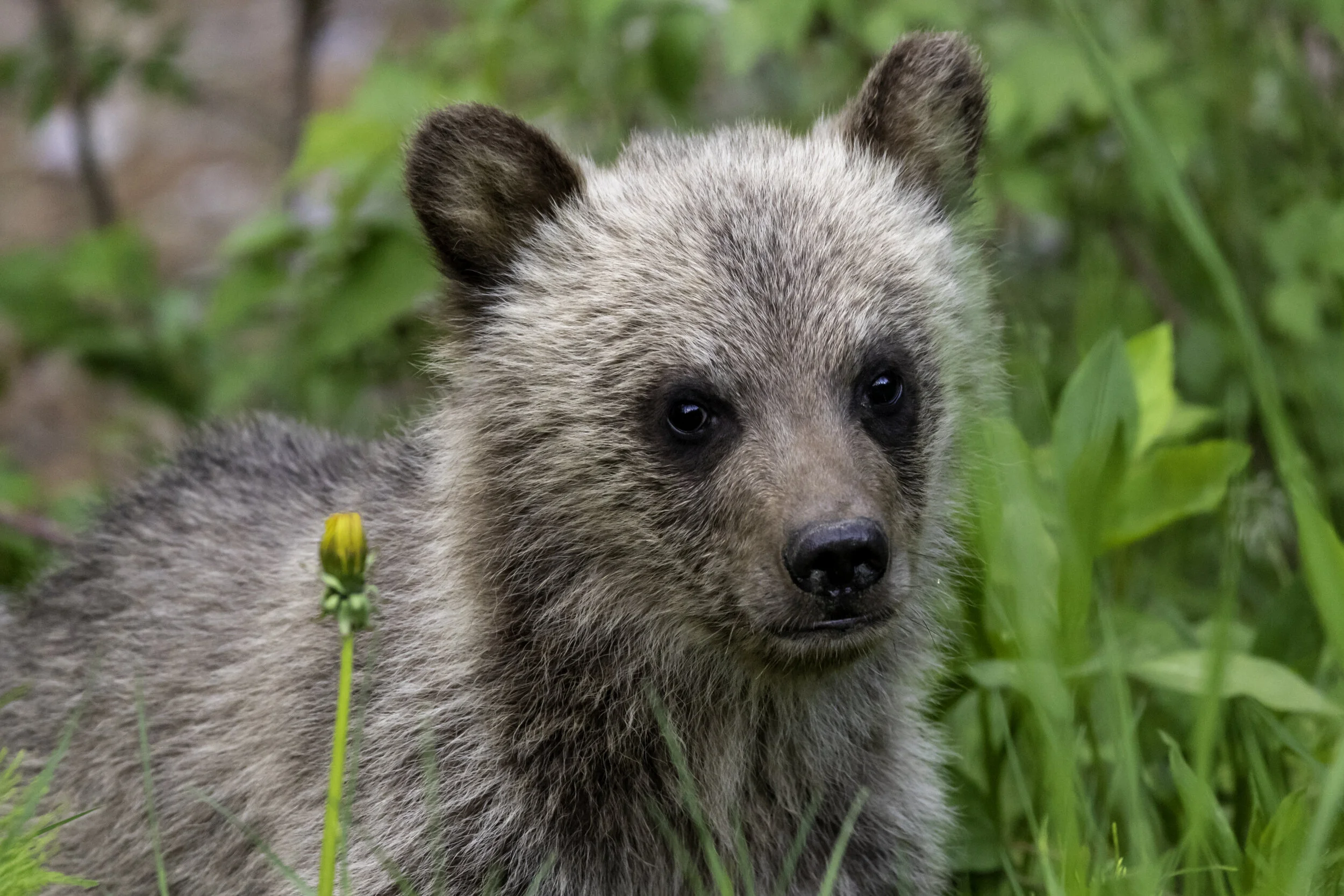 july4 cub (1 of 1).jpg