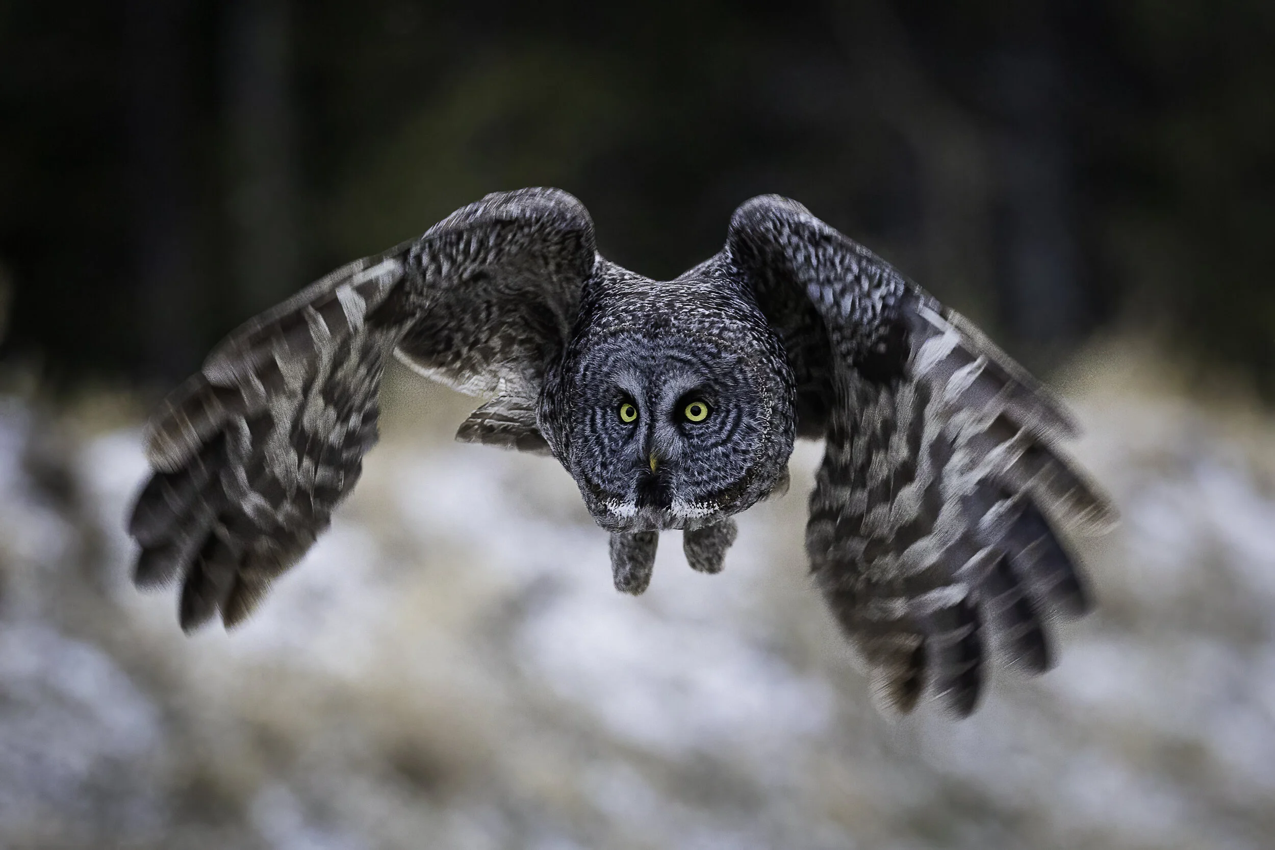 great gray flight 2 denoise-sharpend (1 of 1).jpg