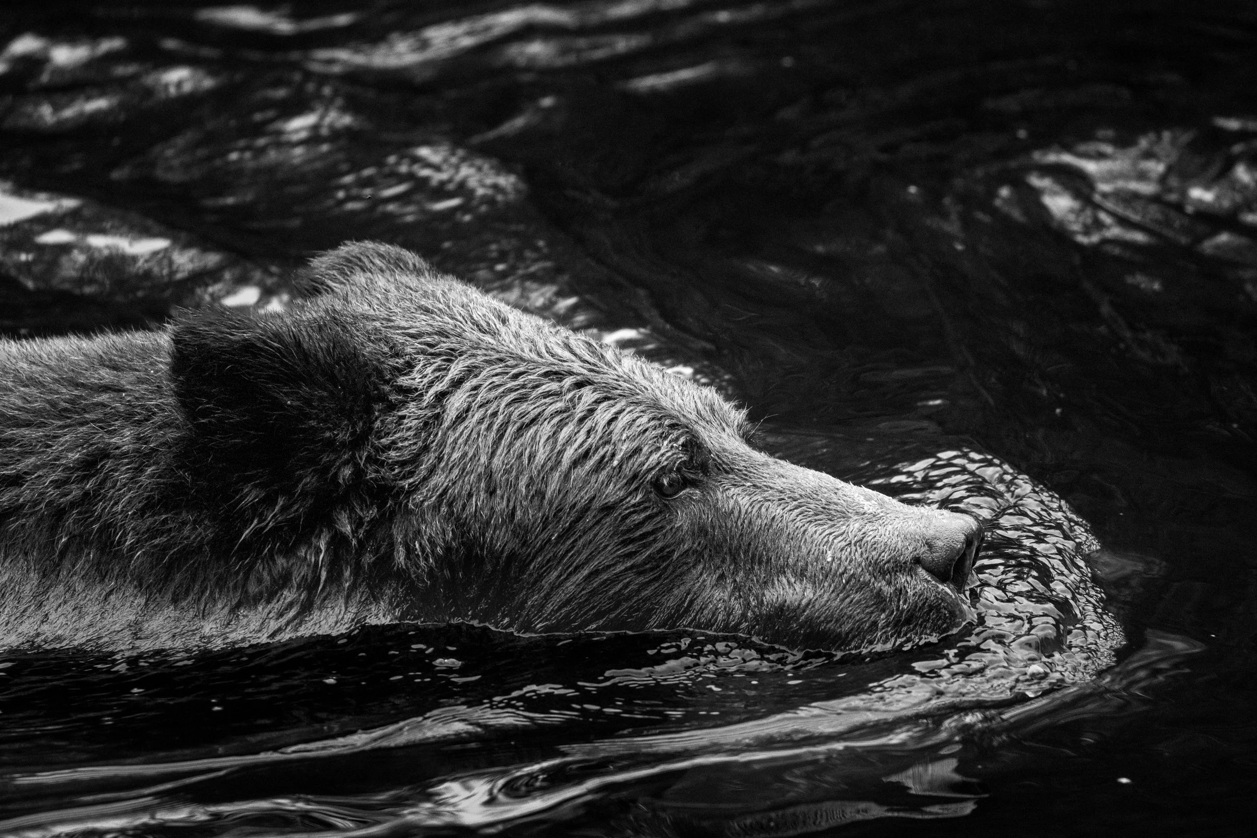 swimming (1 of 1).JPG