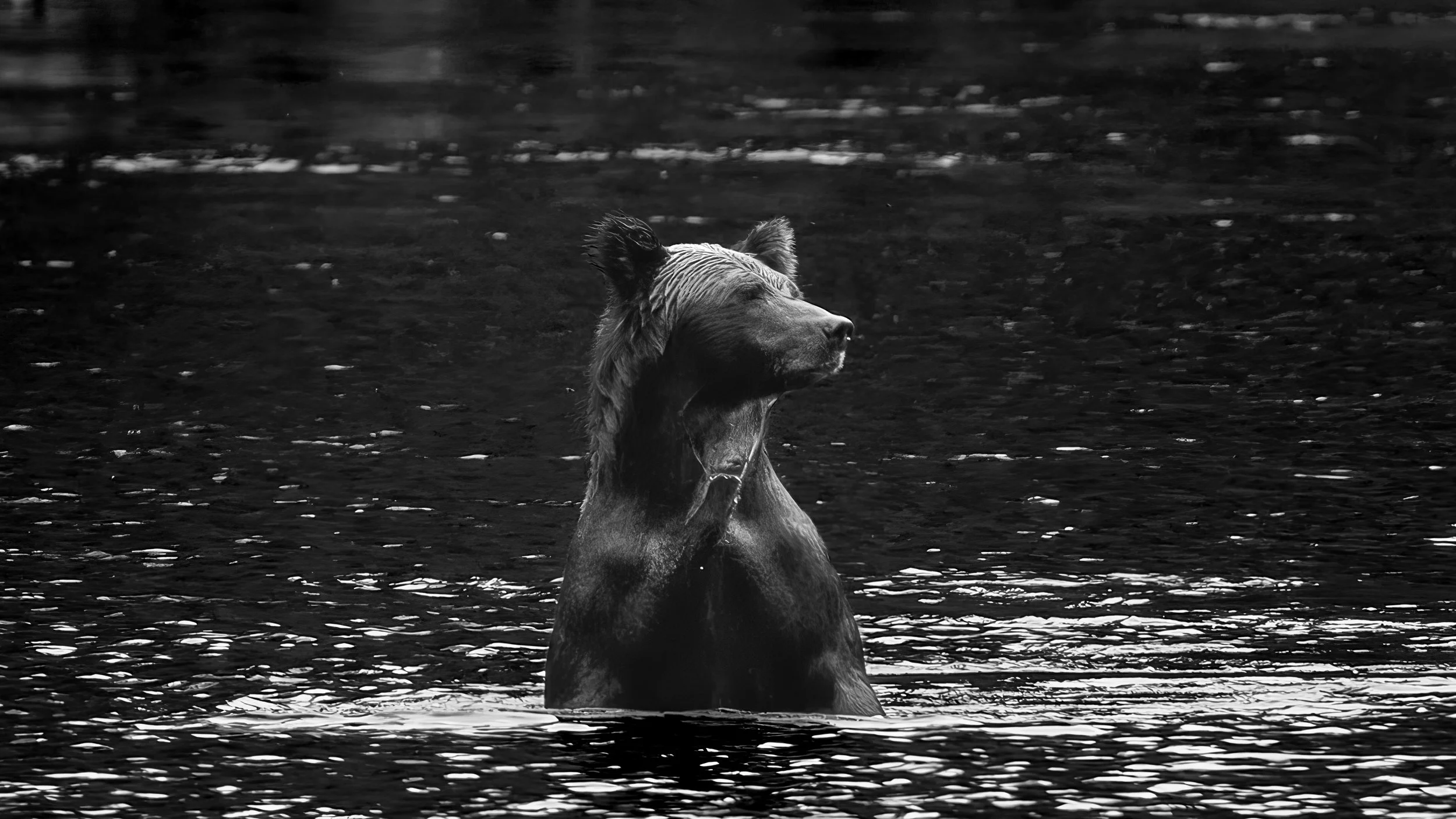 bear out of water (1 of 1)-gigapixel-high compression-4x.jpg
