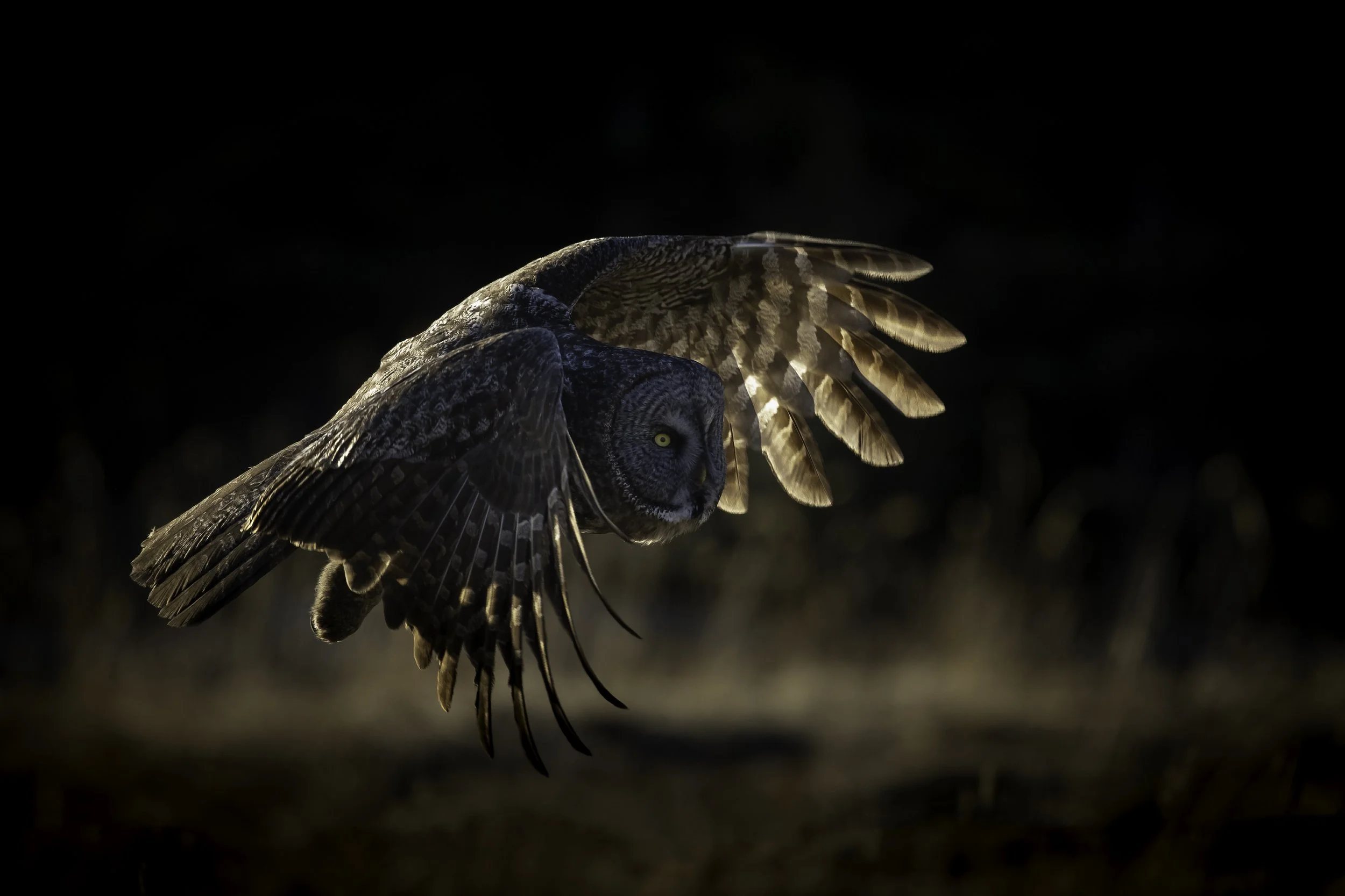 great gray side flying  (1 of 1).jpg