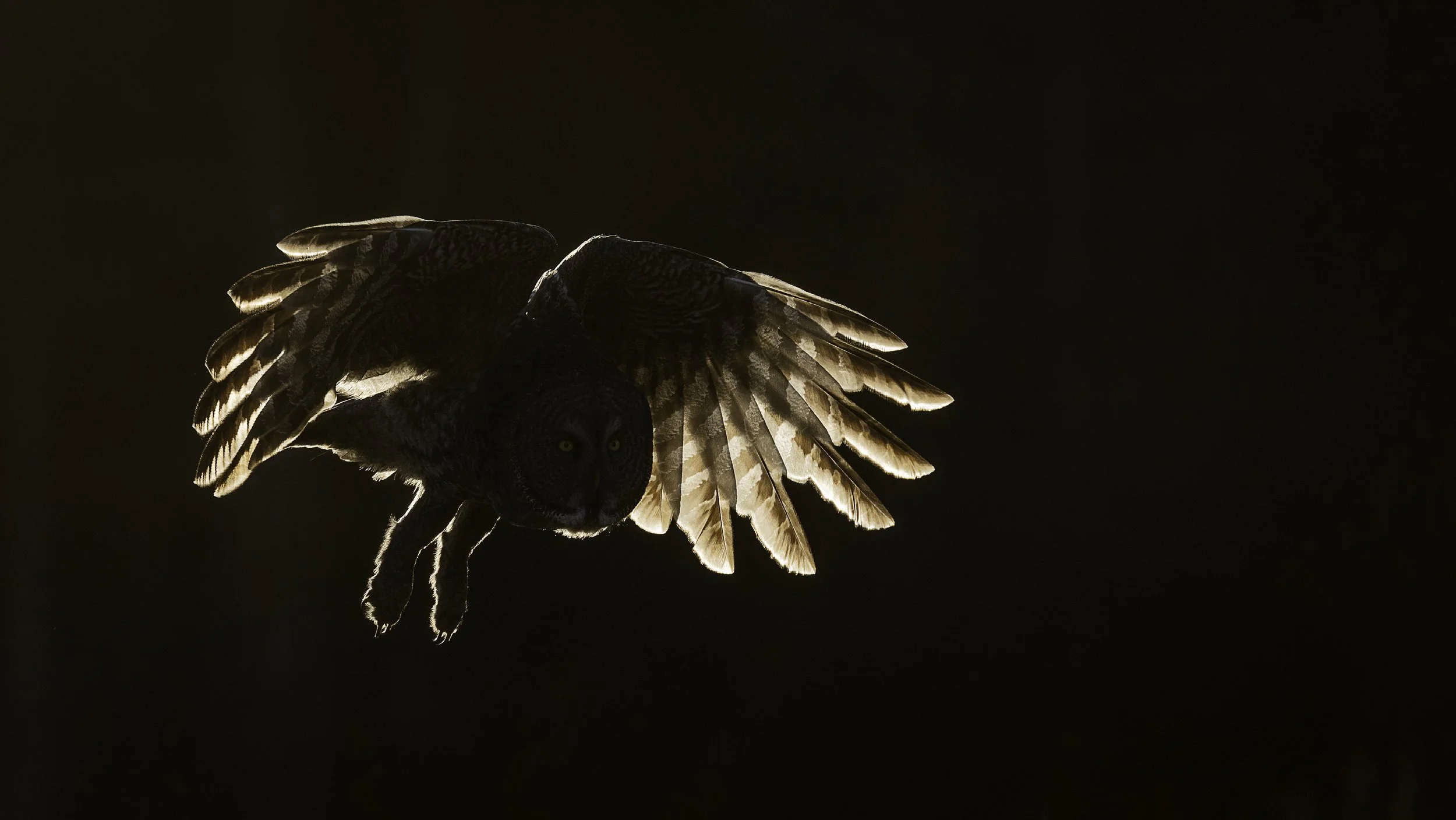great gray wing spread light (1 of 1).jpg