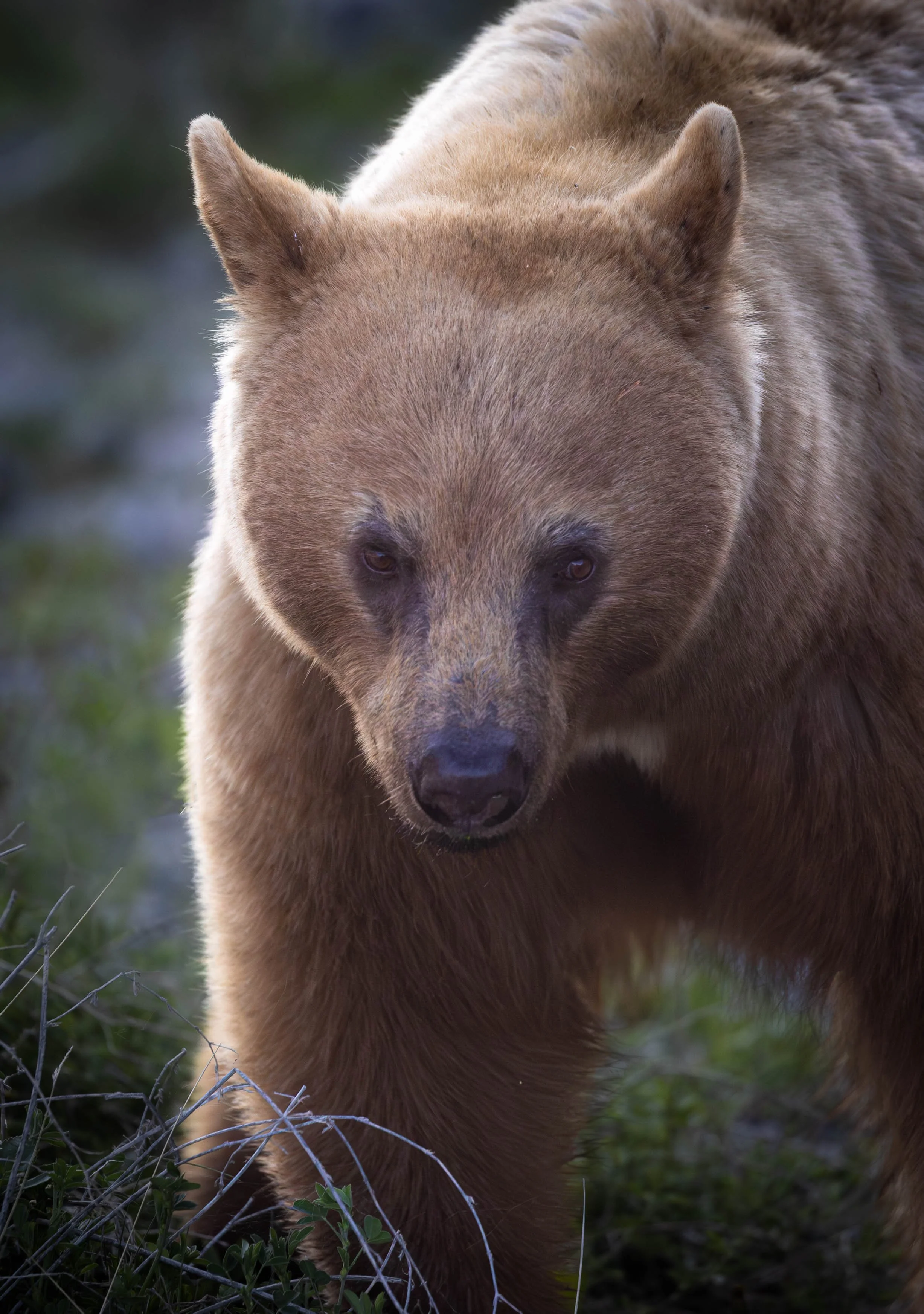 Cinnamon black bear.jpg