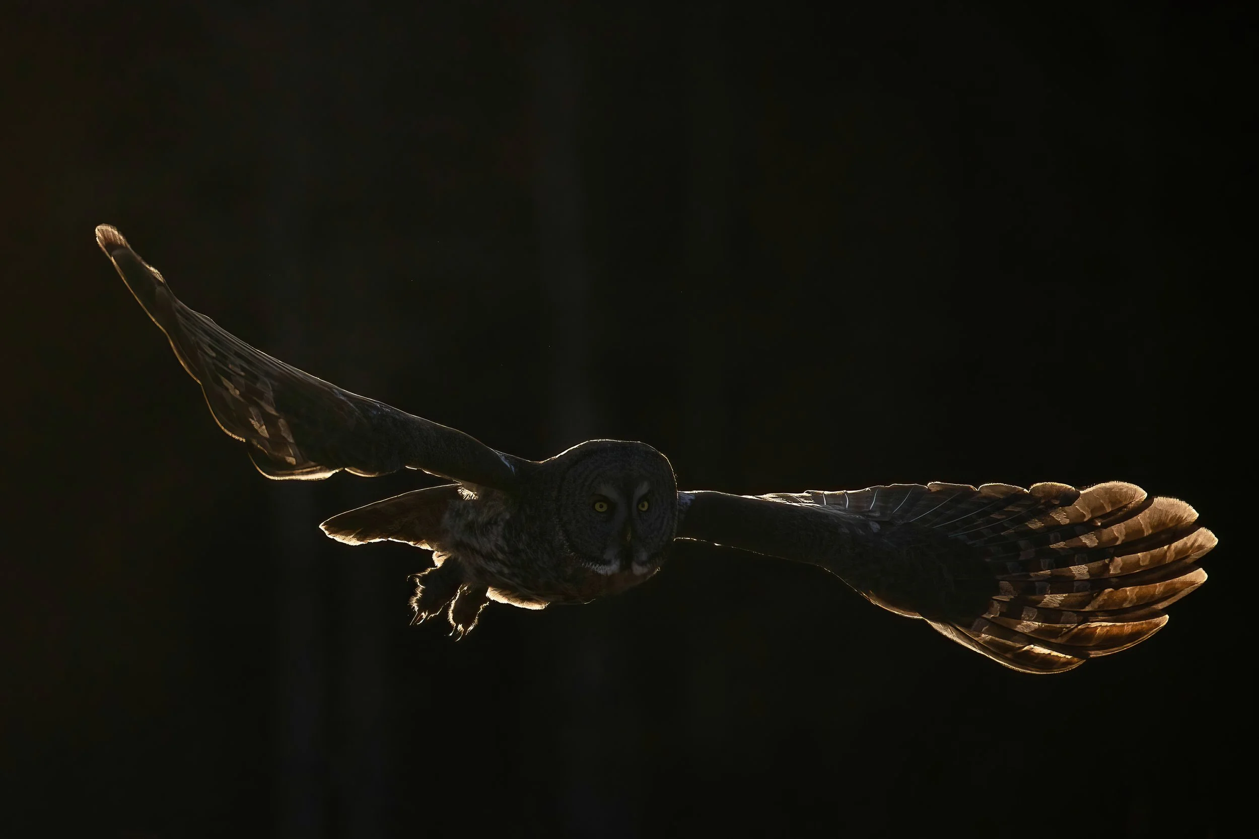 great gray backlit 1 (1 of 1)-DeNoiseAI-low-light-gigapixel-high compression-2x.JPG