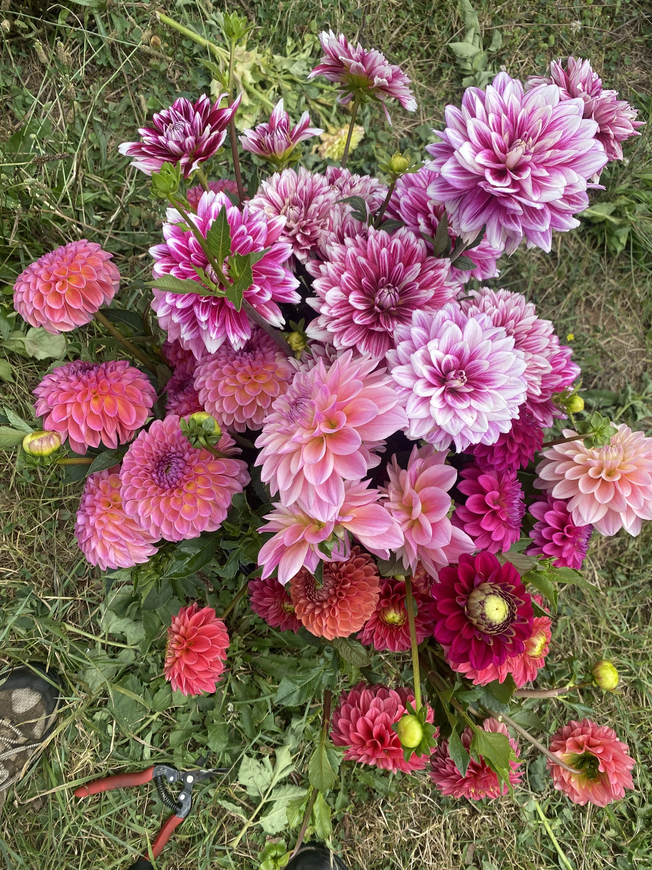 bucket o dahlias 2025.JPEG