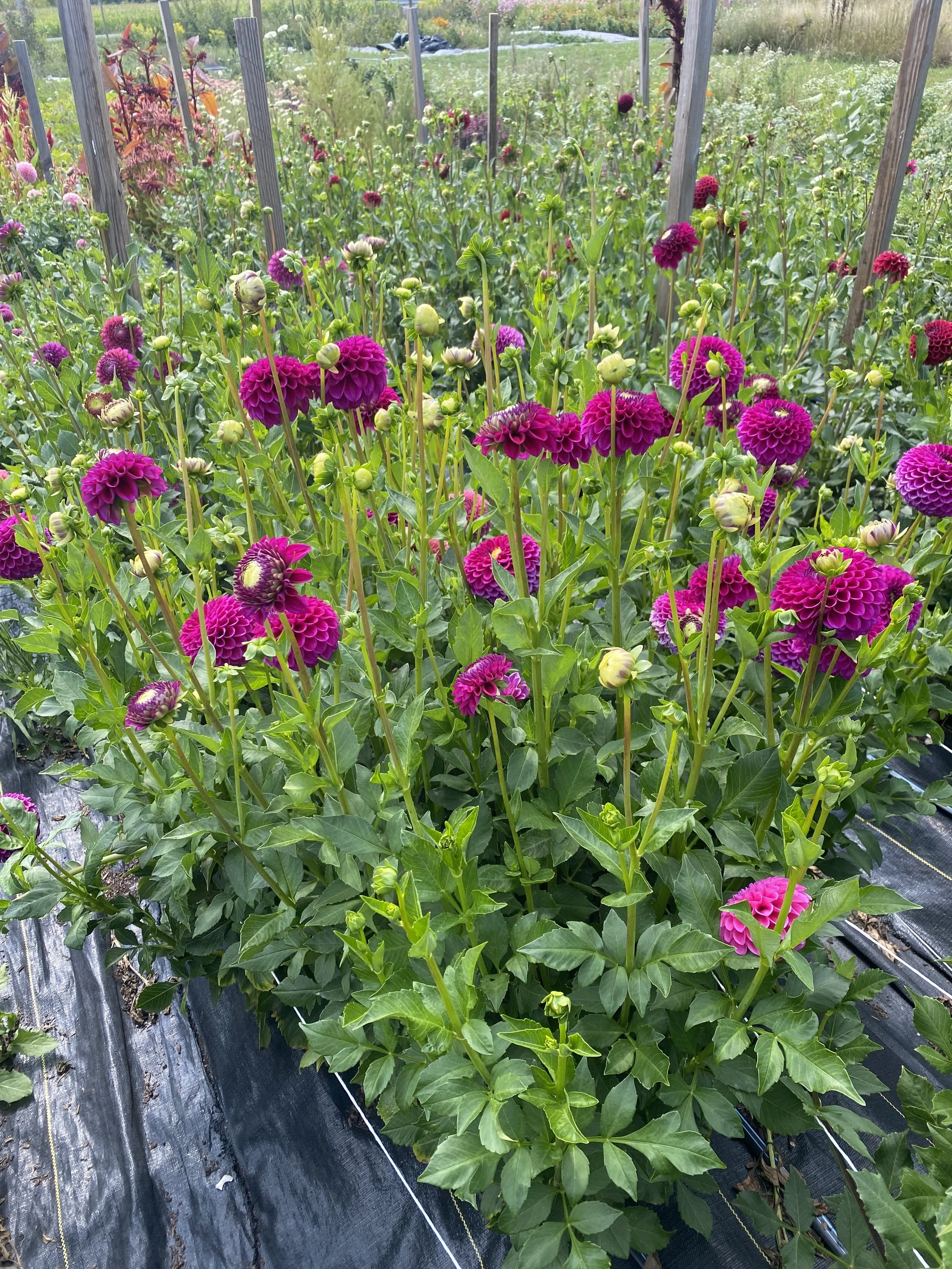 cryfield Harmony dahlias plants2 2025.JPEG.JPEG