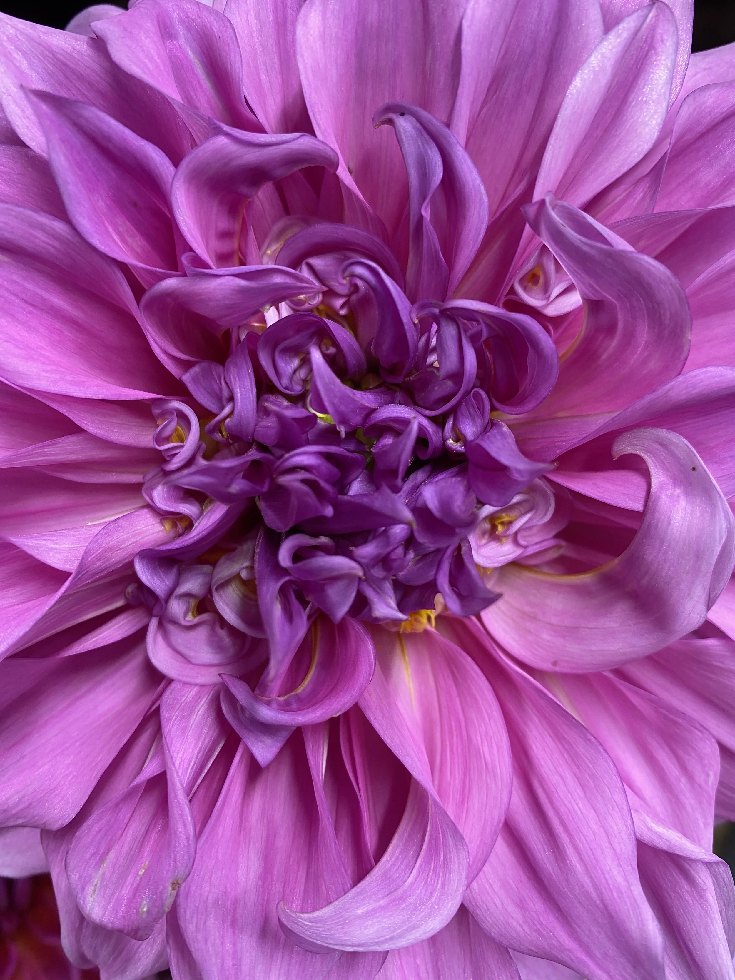 vassio meggos dahlia center.JPG