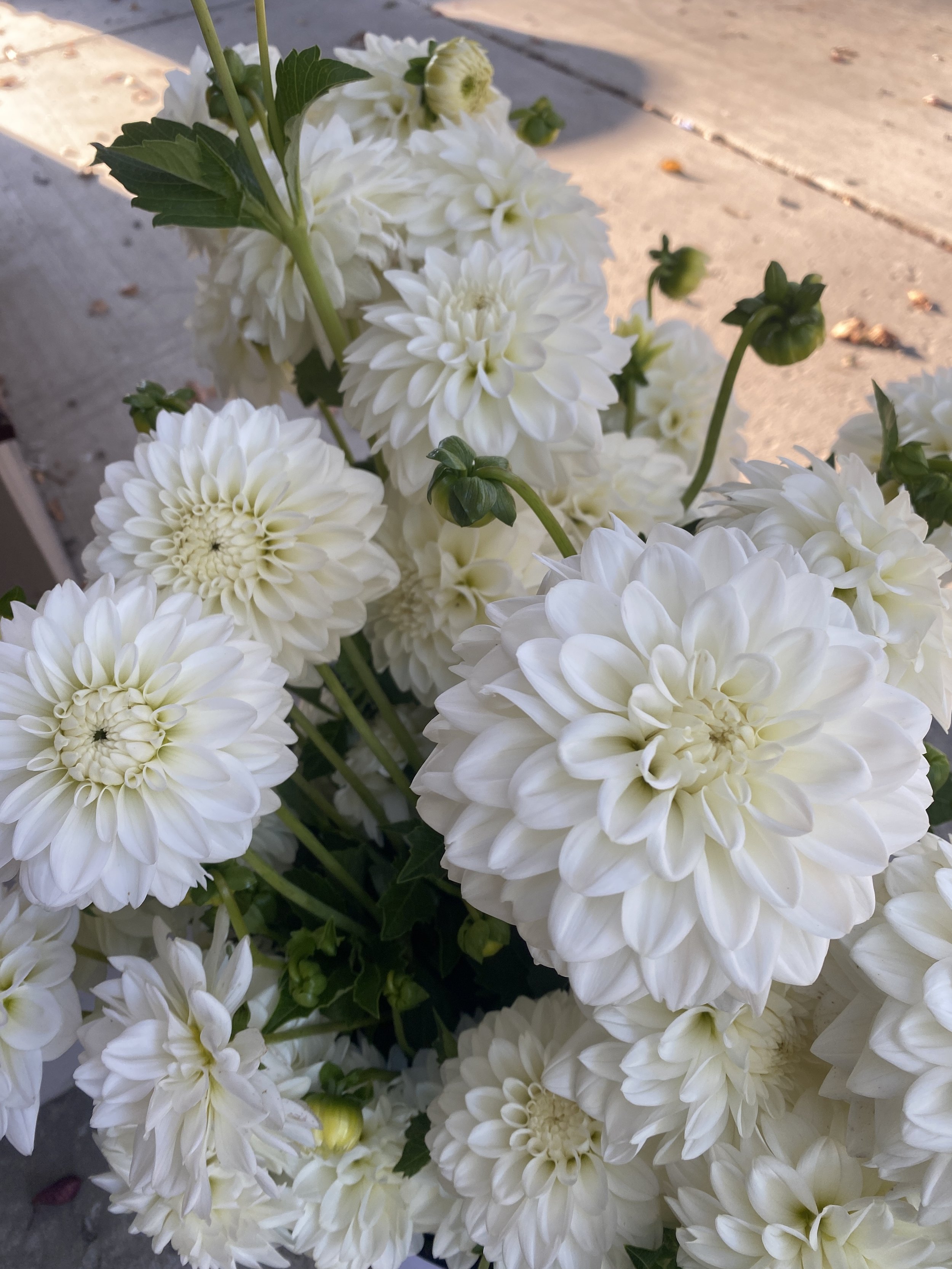 white blizzard dahlias 2025.JPEG