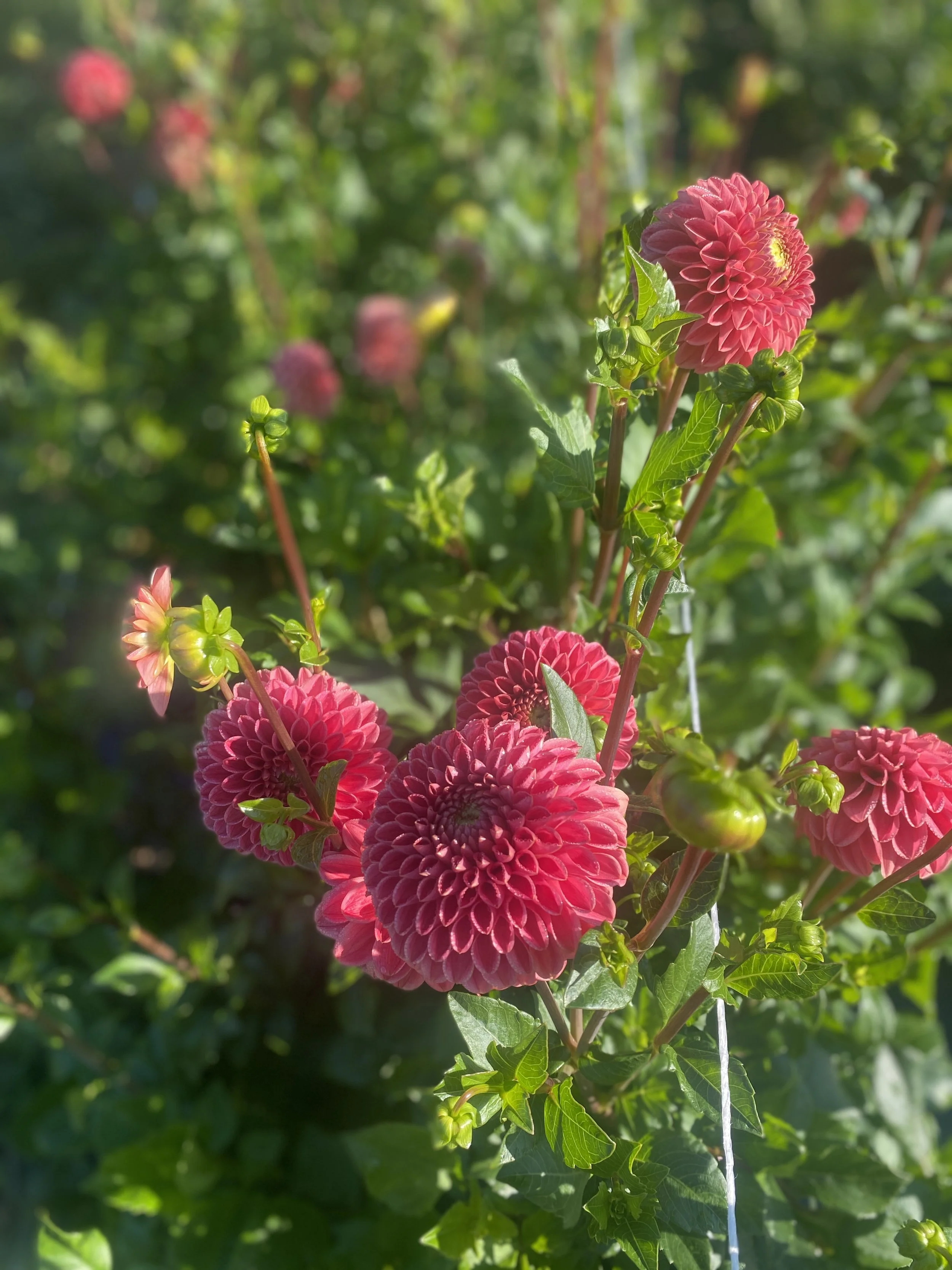 Jomanda Dahlia plant 2024.JPEG