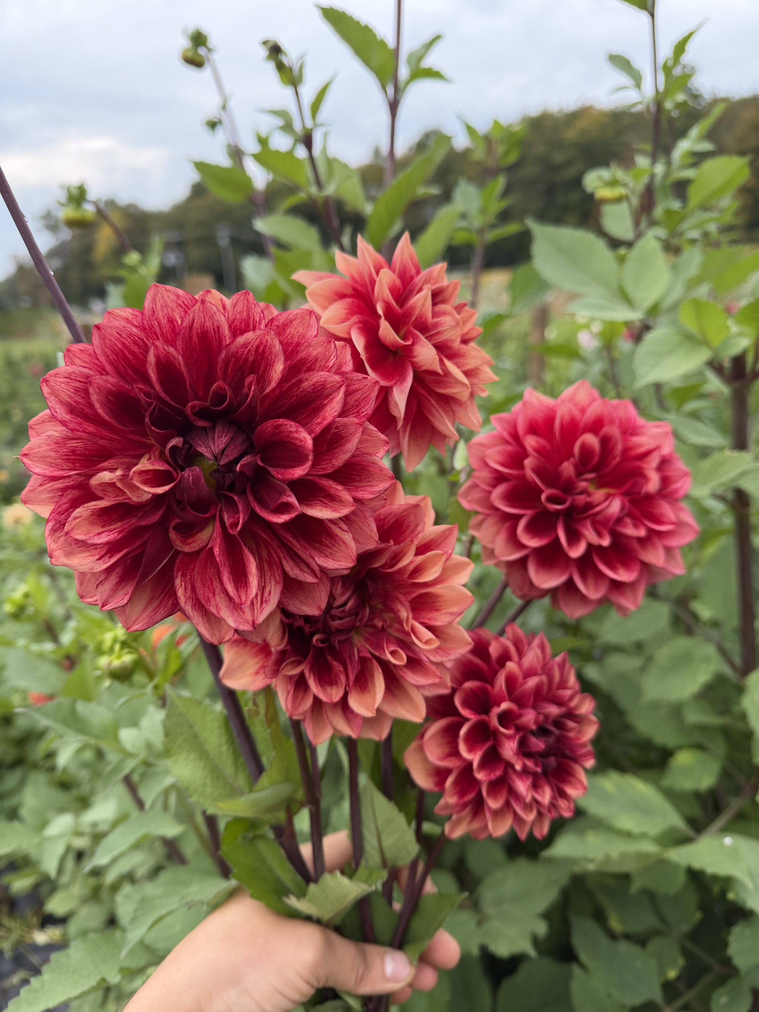 BQ York Dahlia 3.JPEG