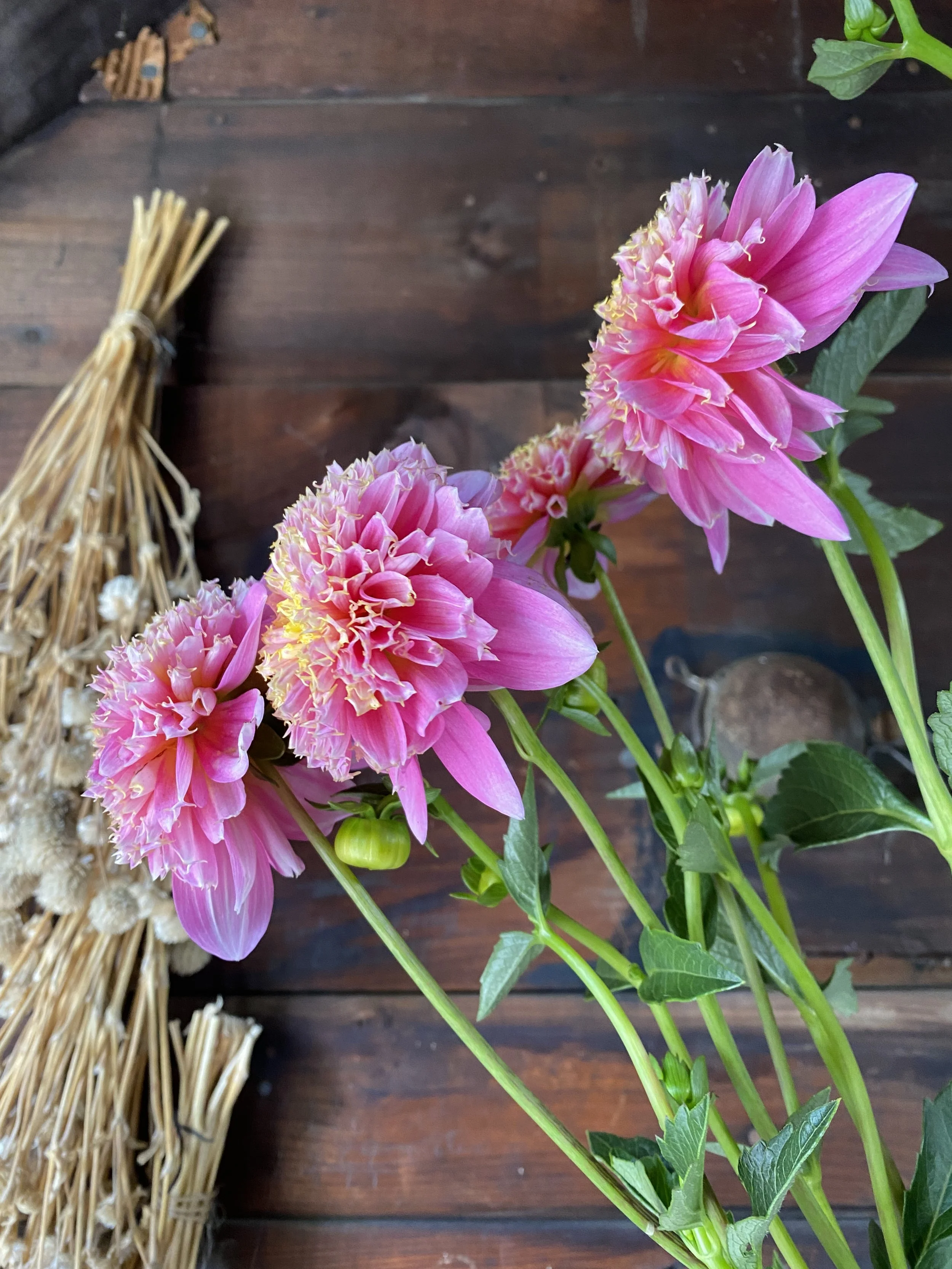 Sandia Pouffe side Dahlia 2025.JPEG