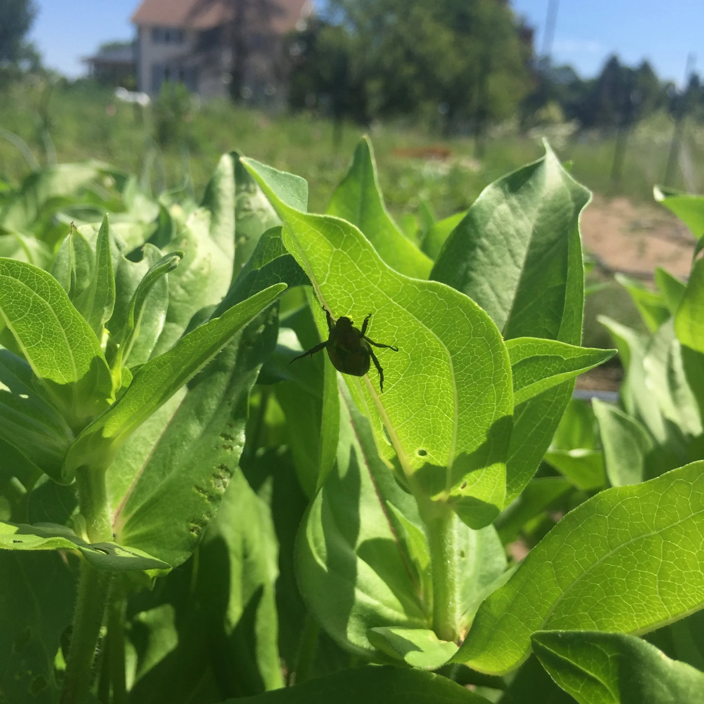 How to Naturally Control Japanese Beetles — Heirloom Soul Florals