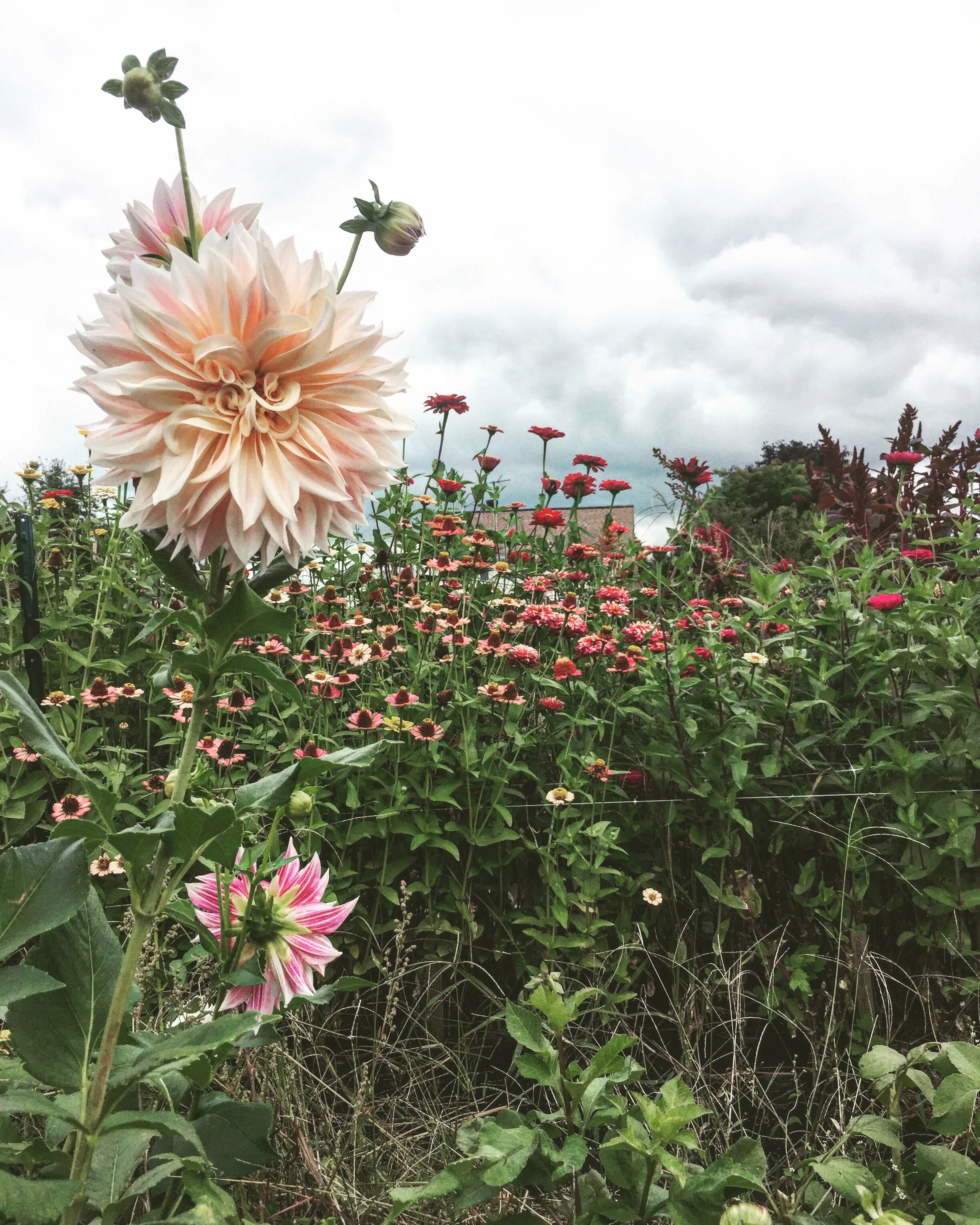 On Following My Dreams (or Why I Quit My Desk Job to Start a Farm Business)