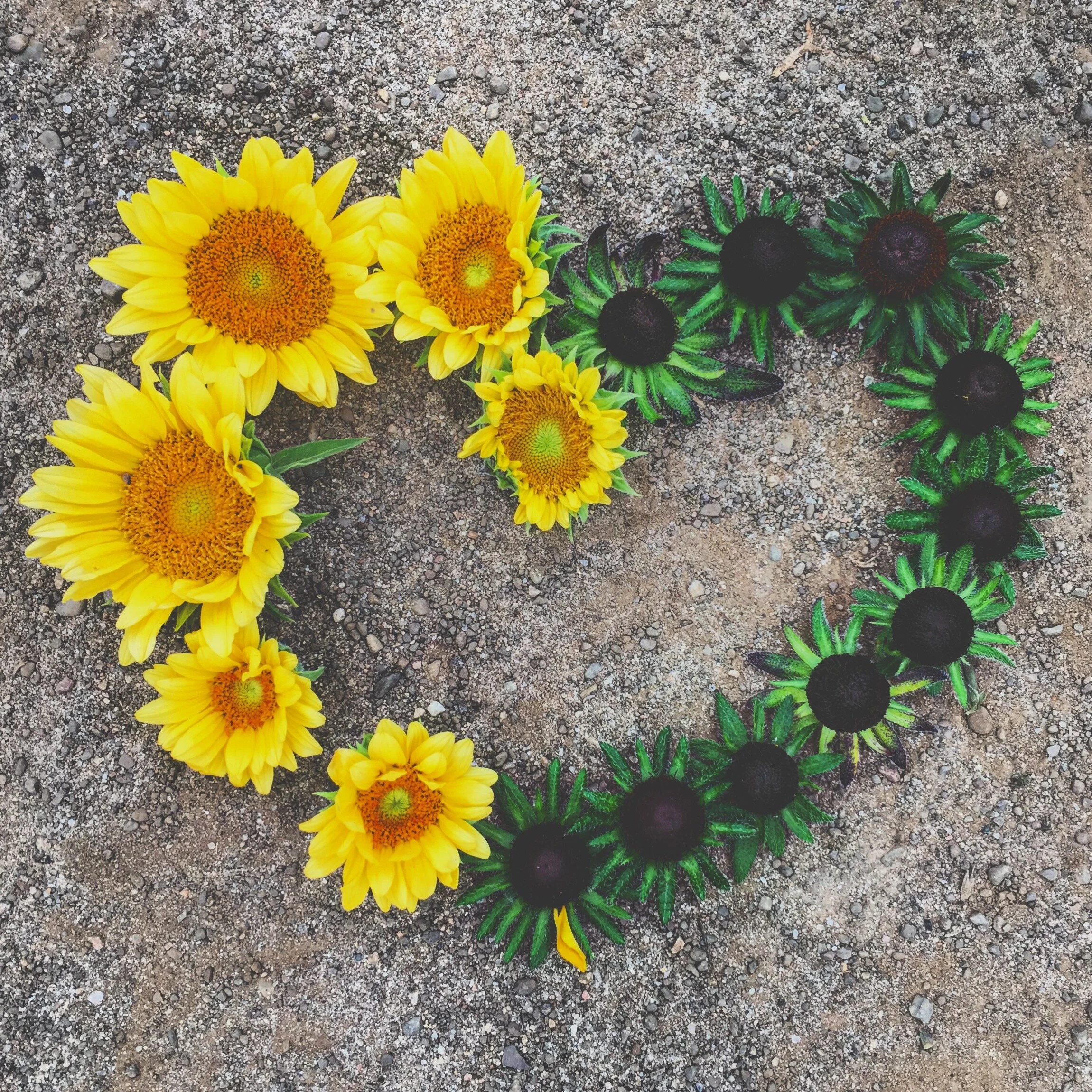 How to Choose Flowers to Grow on Your Flower Farm