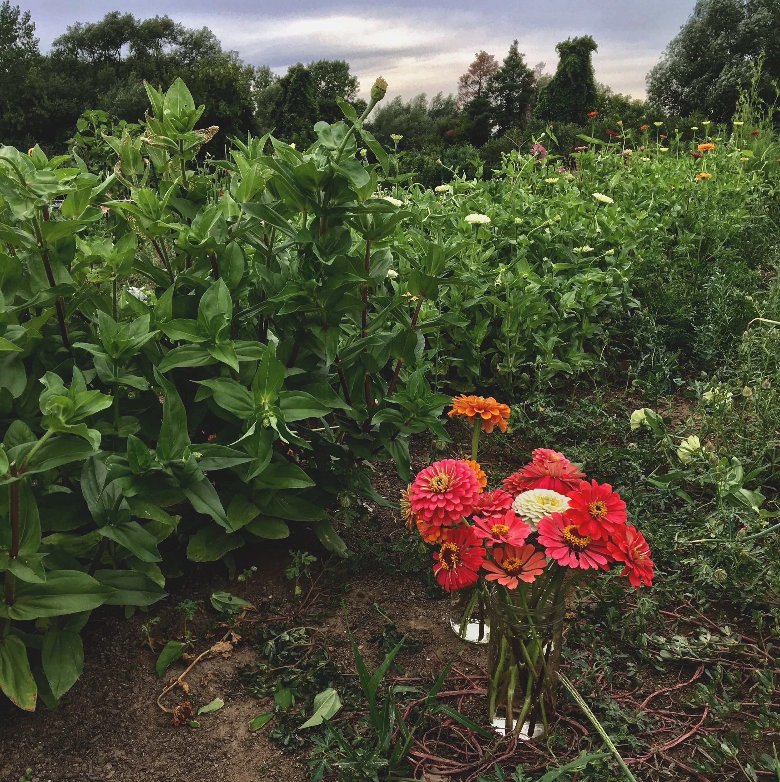 On New Life and Flower Farming