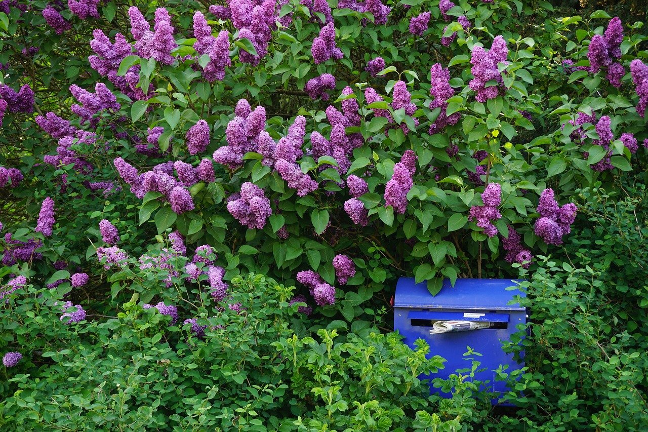 How to Grow Lilacs