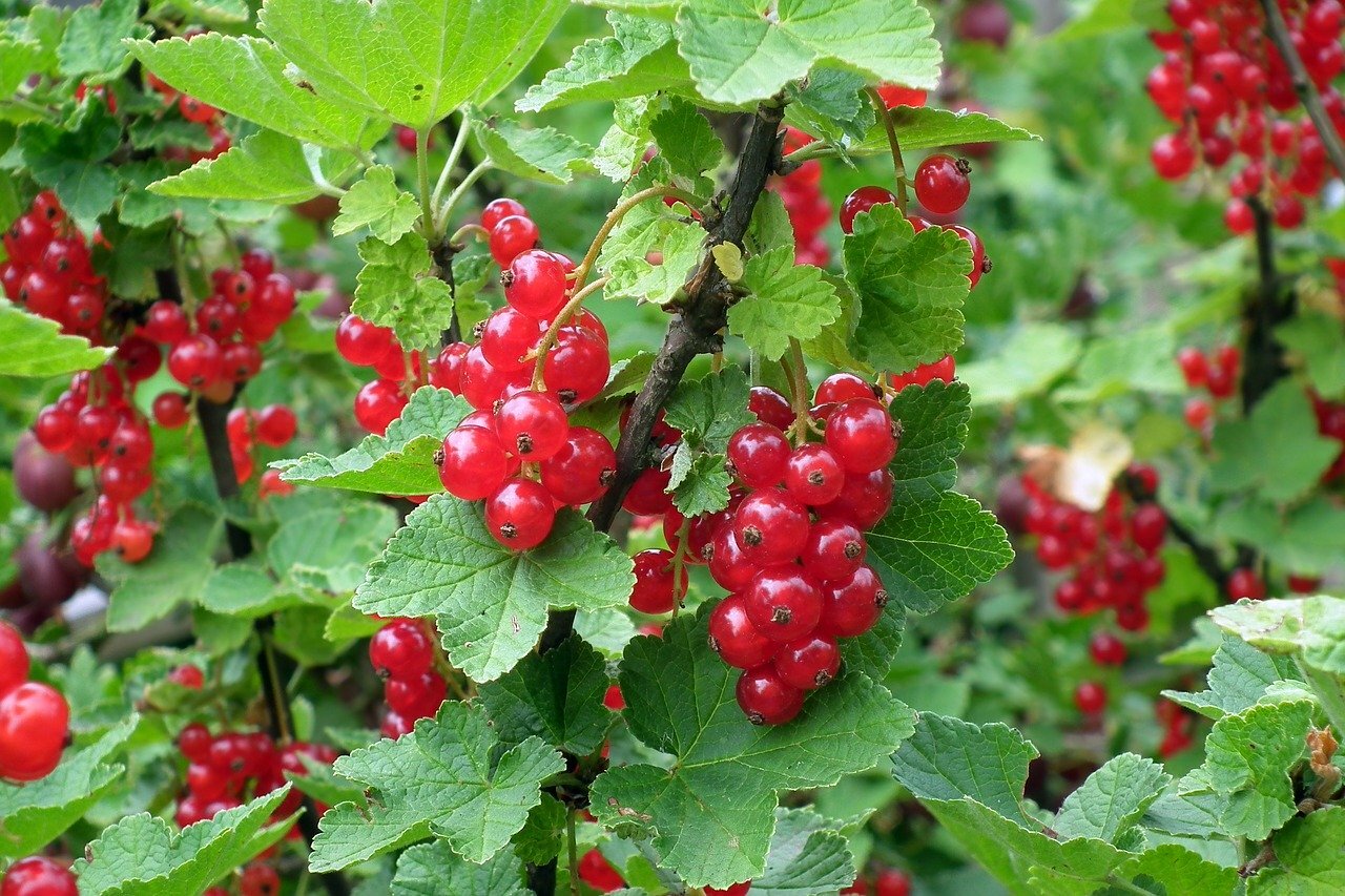 How to Grow Red Currants in Garden