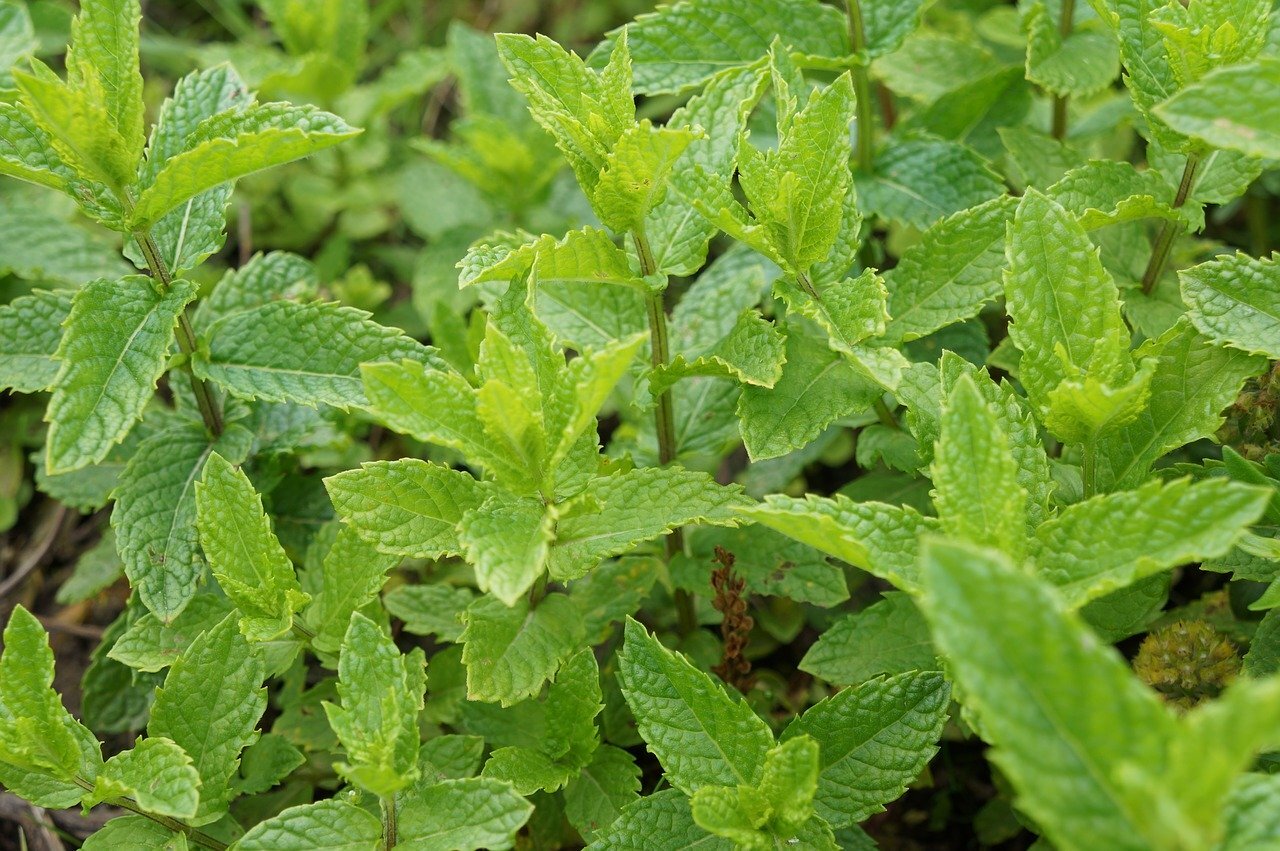 How to Grow Mint