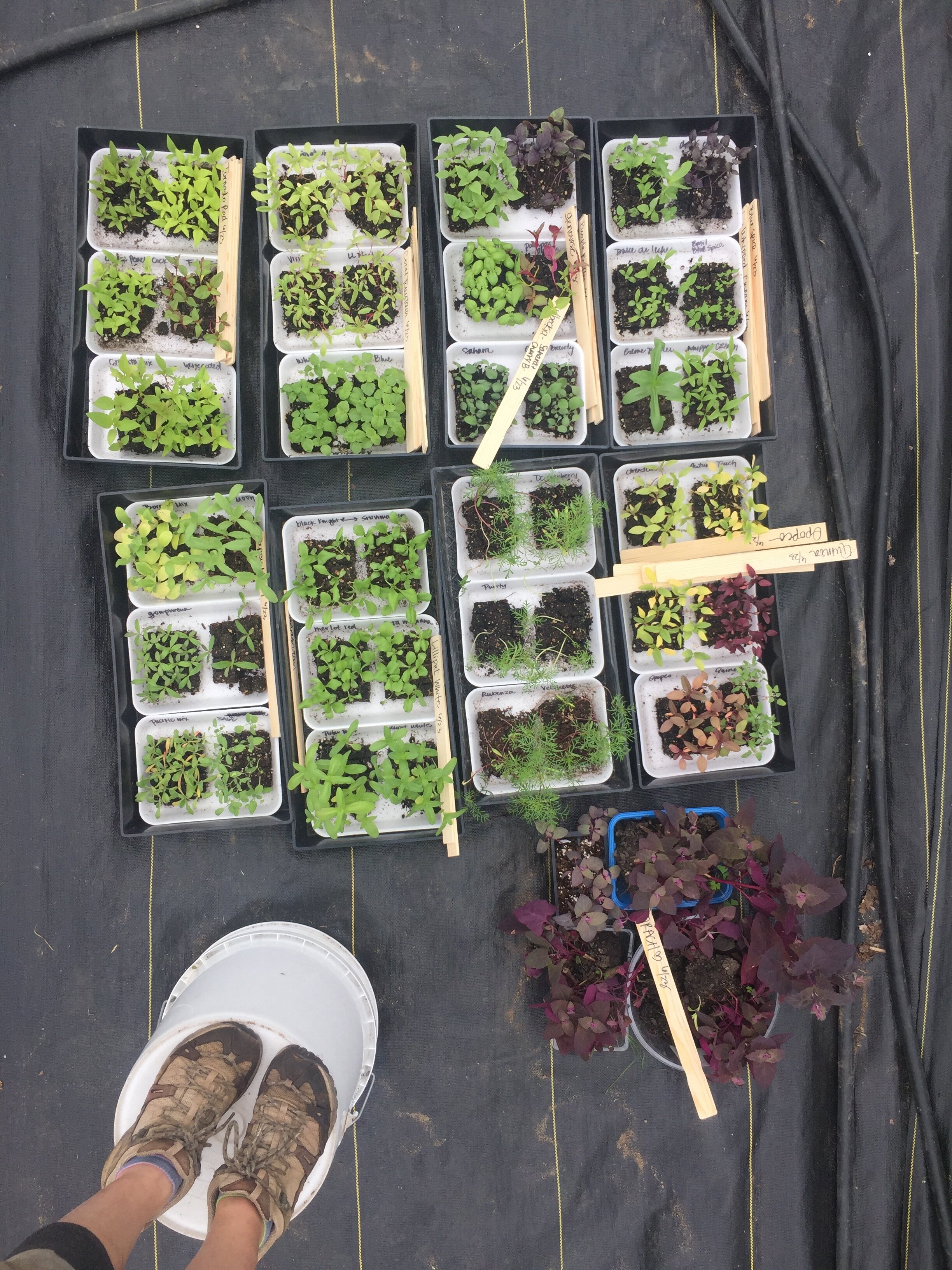 Flower seeds all grown in 3/4” mini soil blocker