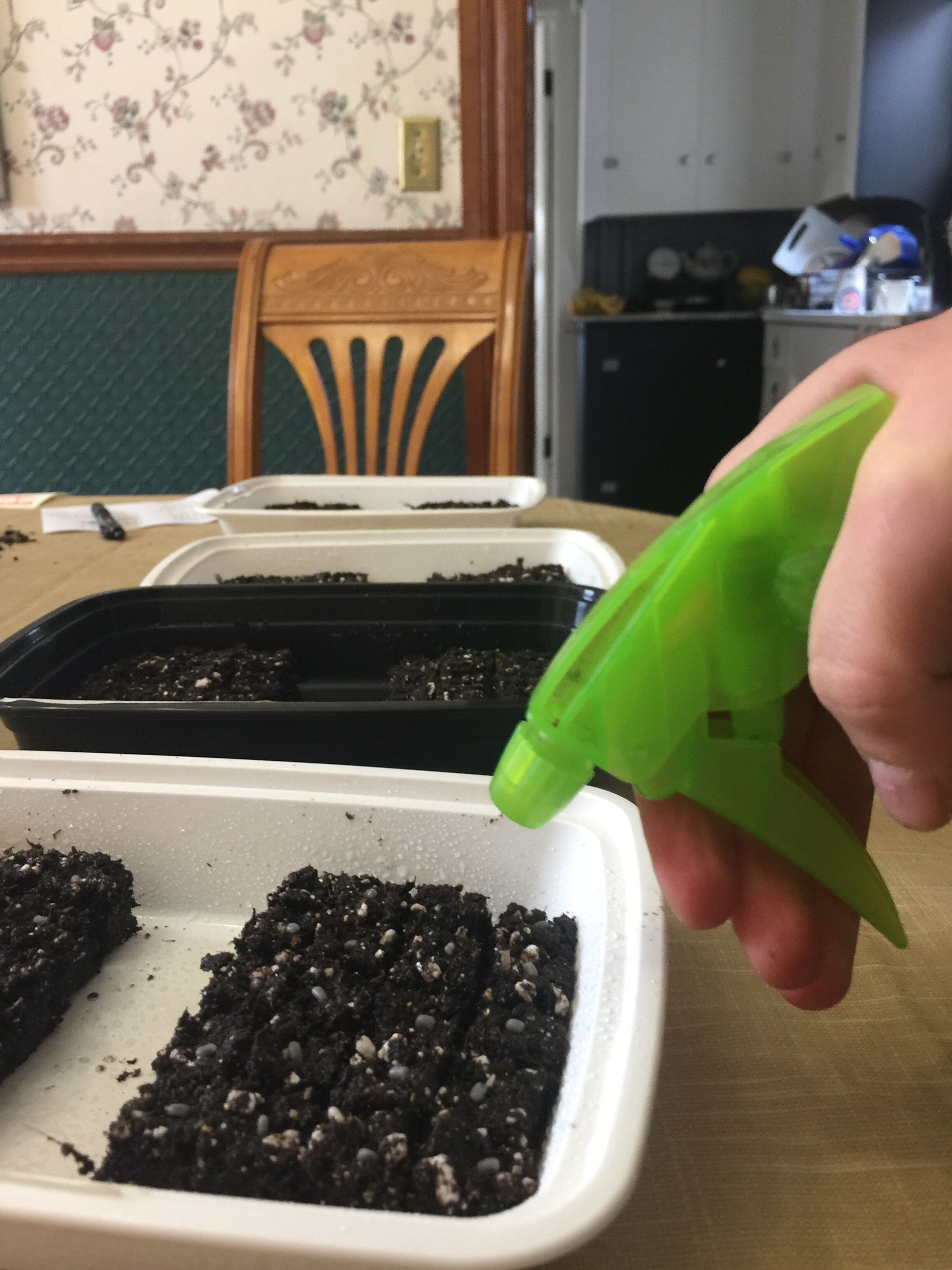 13. Spray Seeds with Water Bottle