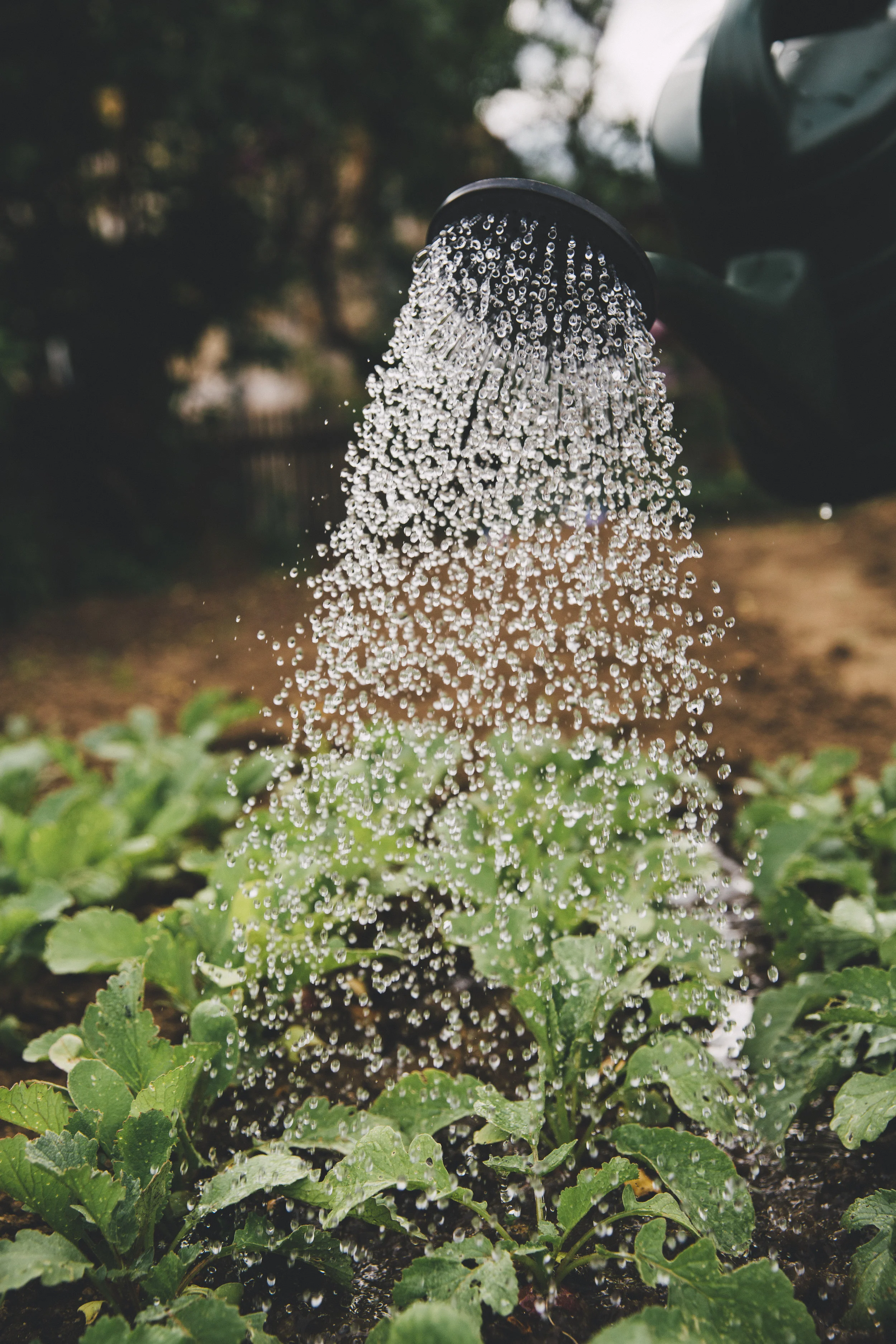 The Reasons Why Synthetic Chemical Fertilizers like Miracle-Gro Are So Bad for Your Garden