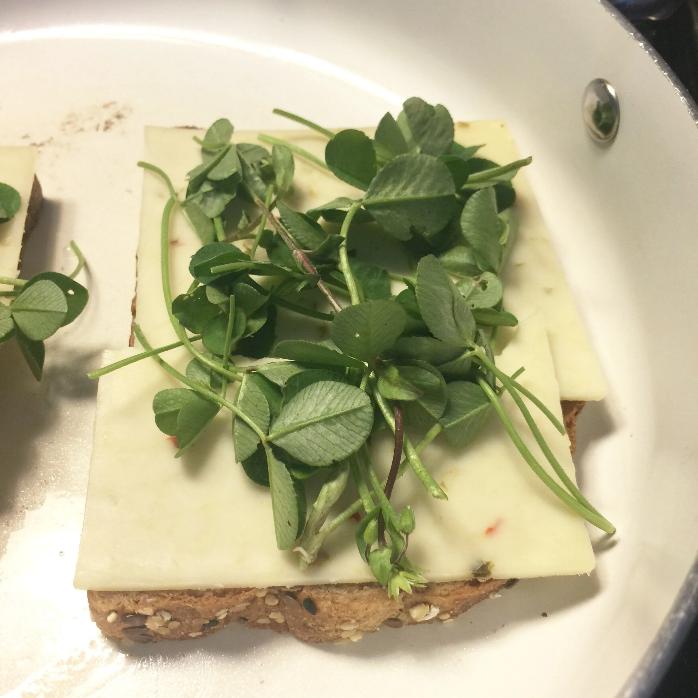 Foraging My Yard: Early Spring in WNY