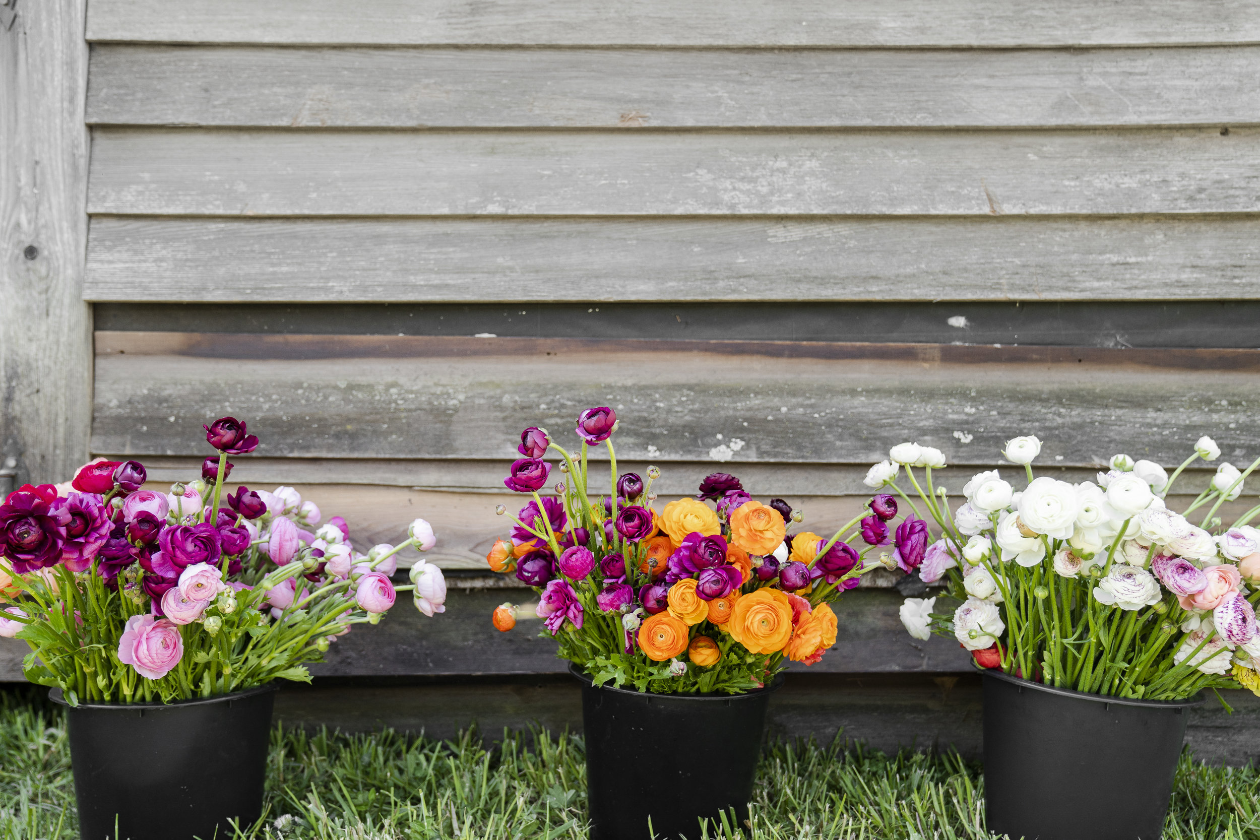 Why Local, Organically-Grown Flowers Are So Important