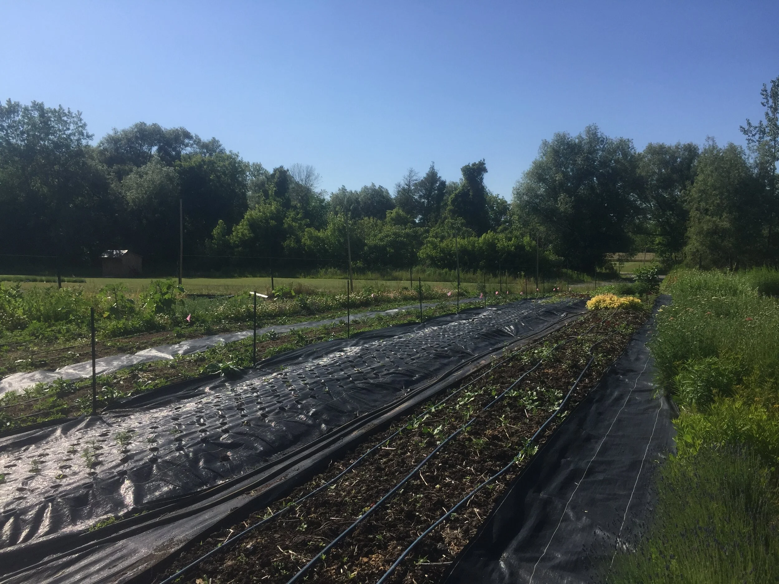 Pros and Cons of Landscape Fabric