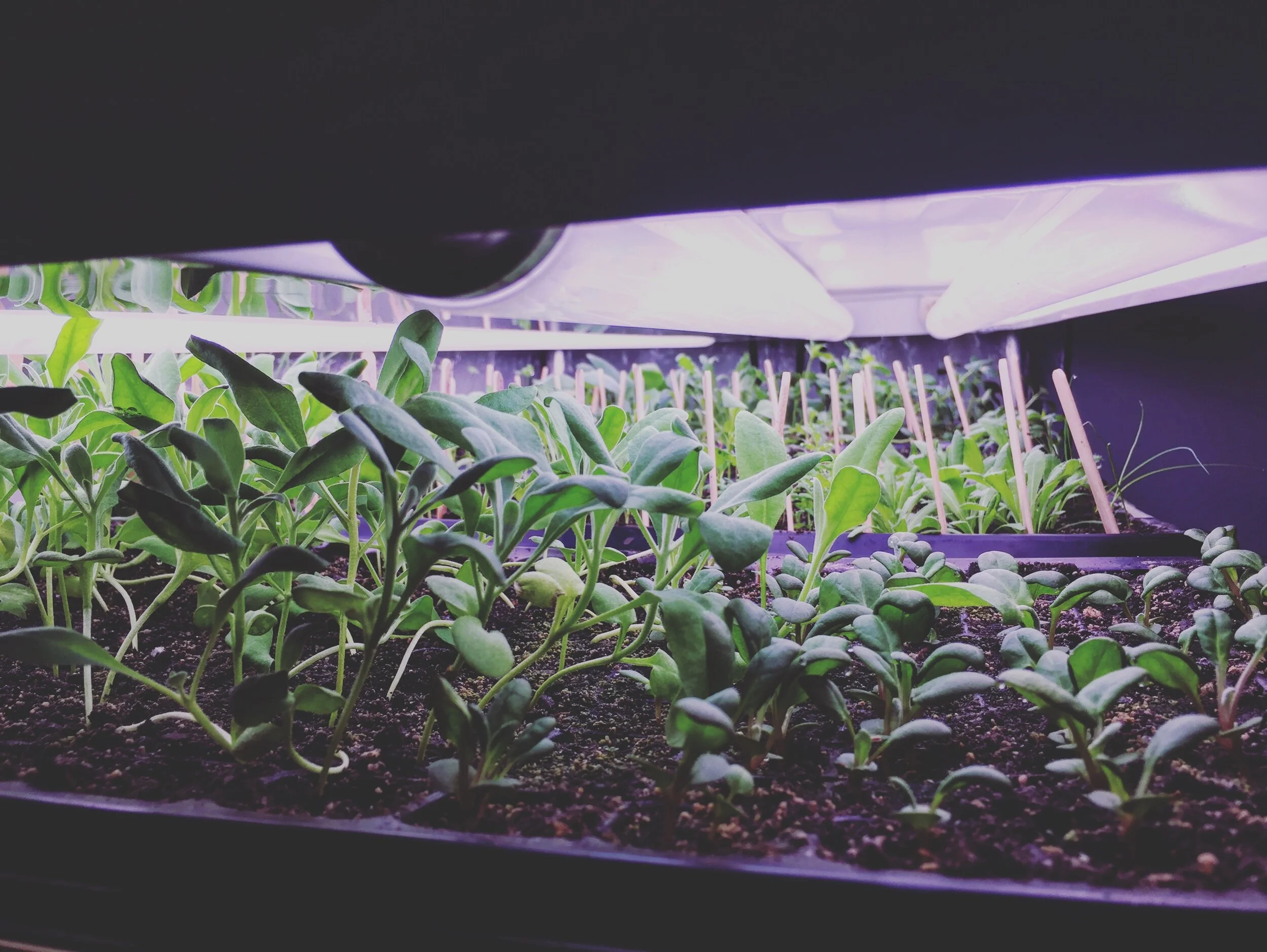 Starting Seeds for Your Flower Garden: Biggest Mistakes to Avoid