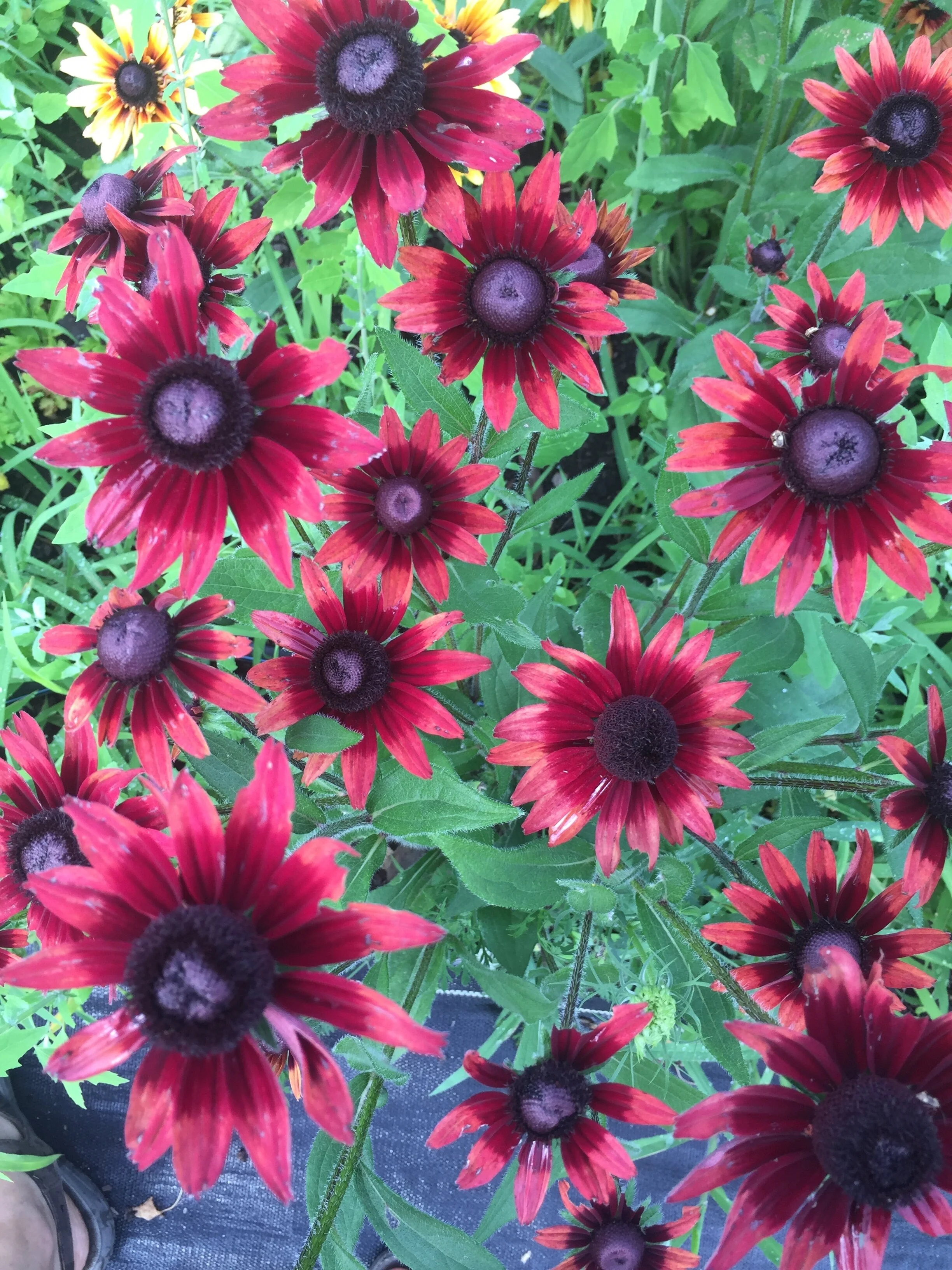 40 Cut Flowers We No Longer Grow