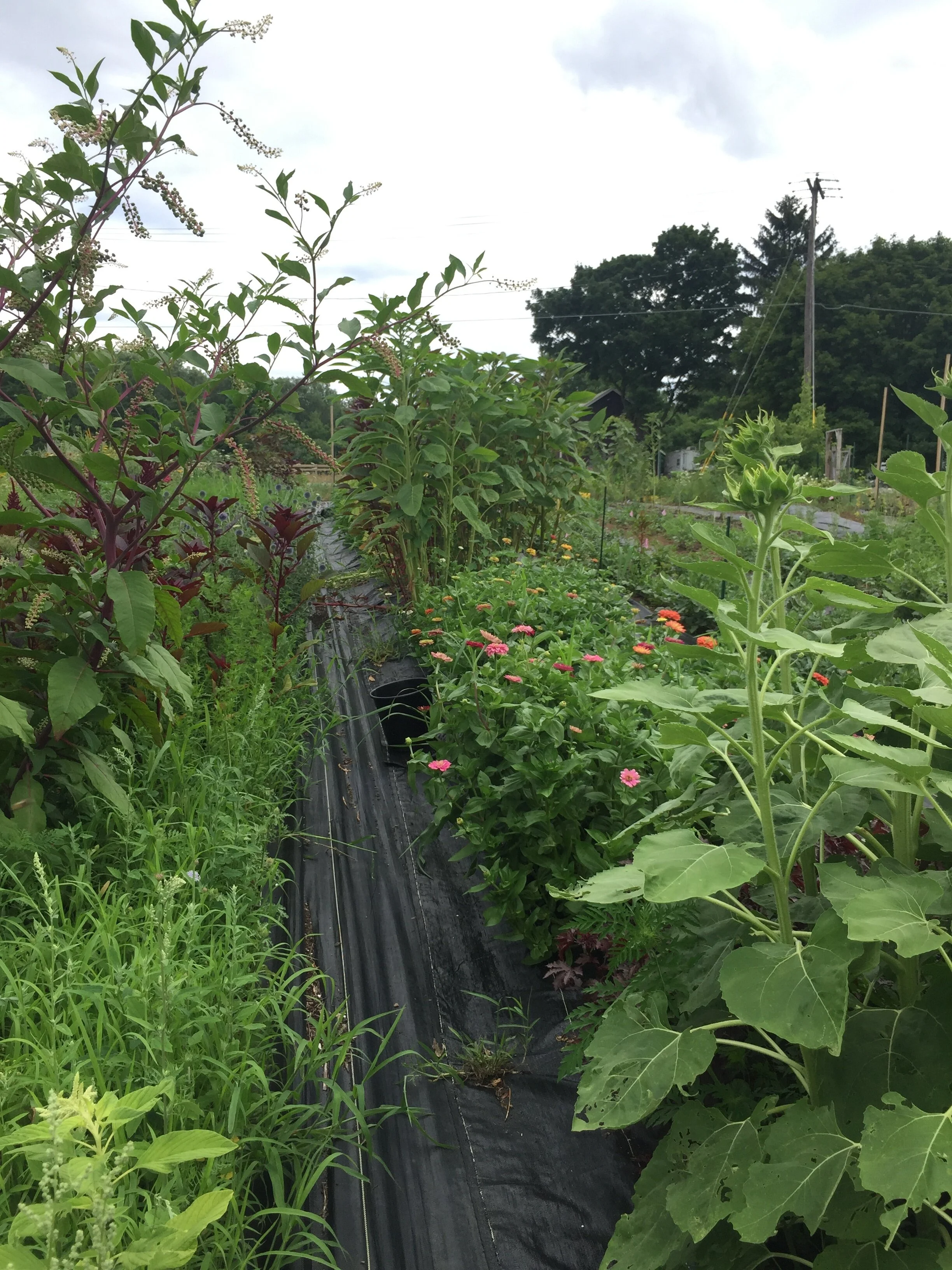 The Difference Between Organic, No-Till, Sustainable and Regenerative Farming