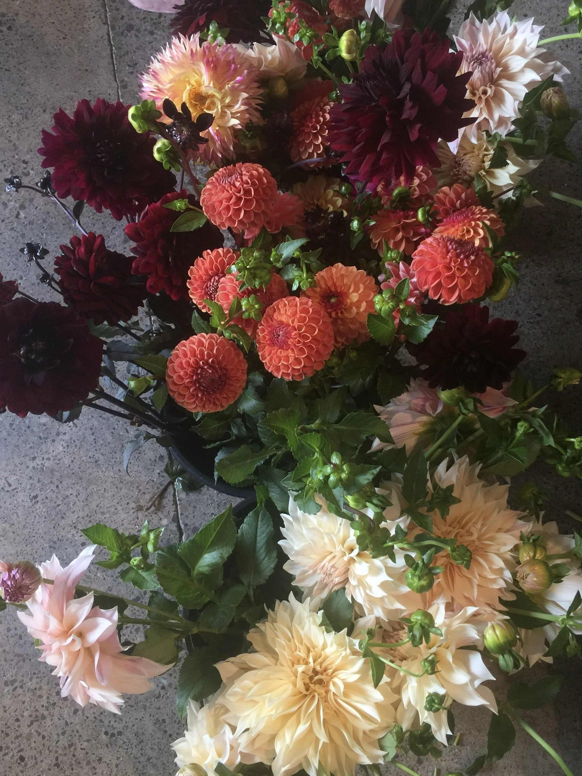 Organically Grown Dahlia Tubers for Sale from Flower Farm in NY