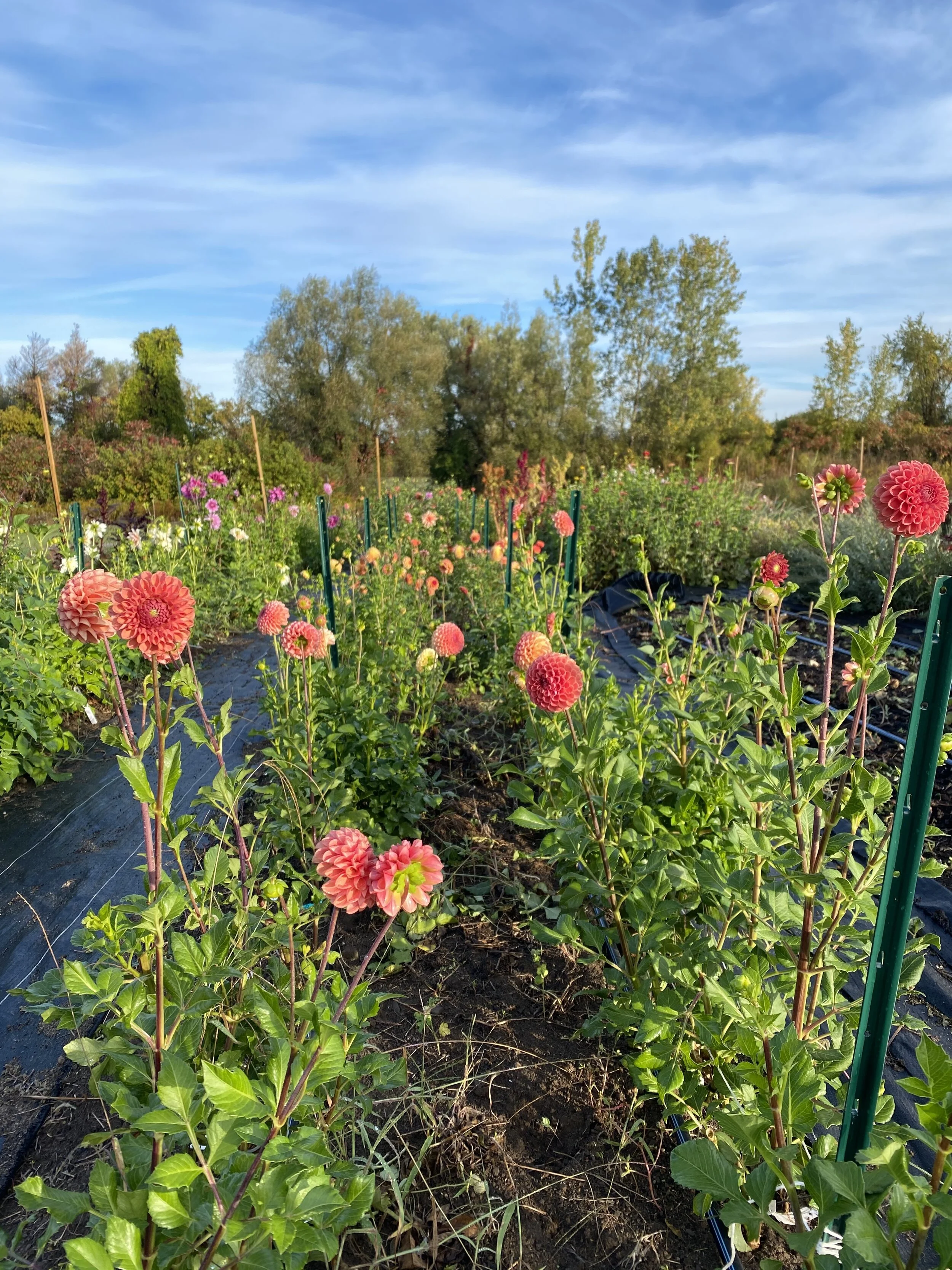 How to Plant Dahlia Tubers and Grow Dahlias Organically