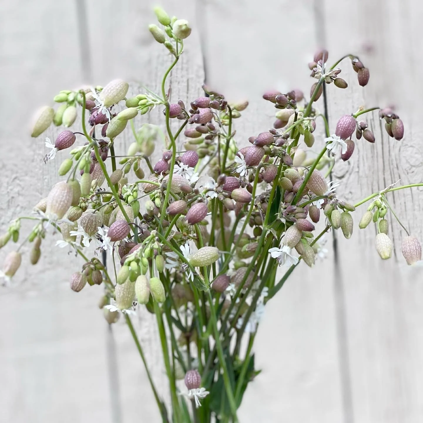 BLOOM FOCUS: Why We Love Silene 'Blushing Lanterns'