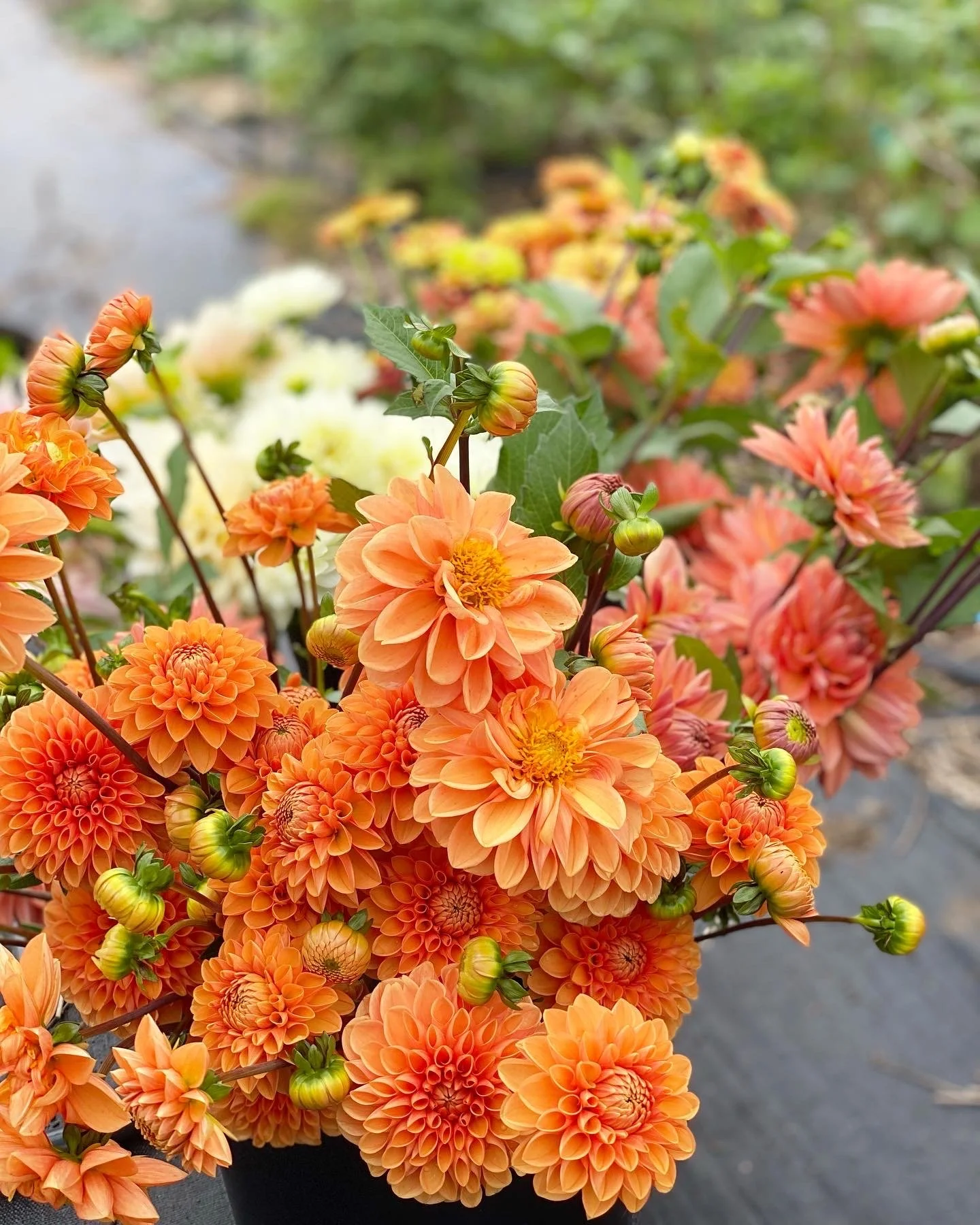 Organically Grown Dahlia Tubers for Sale from Flower Farm in NY