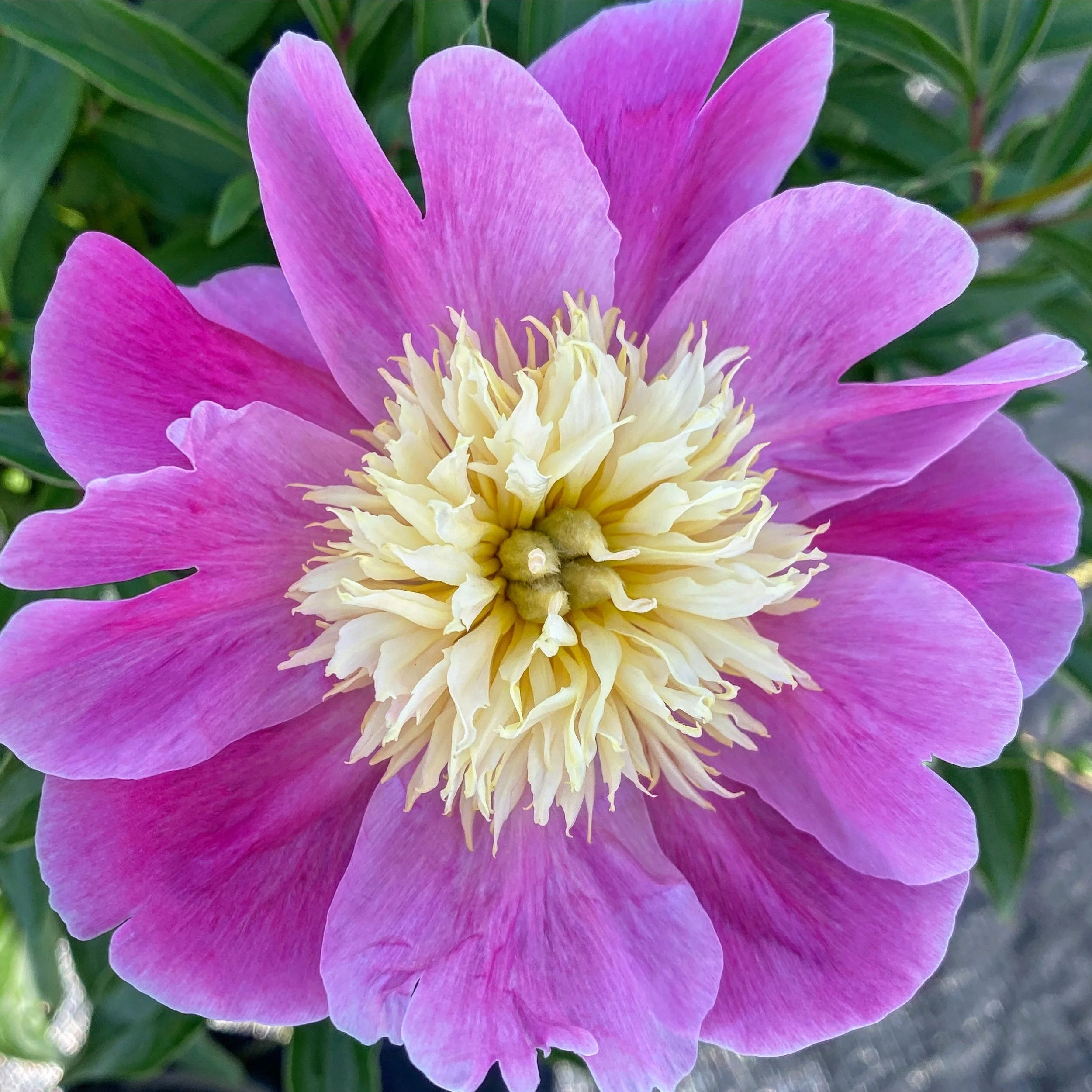 Disbudding Peonies on the Flower Farm