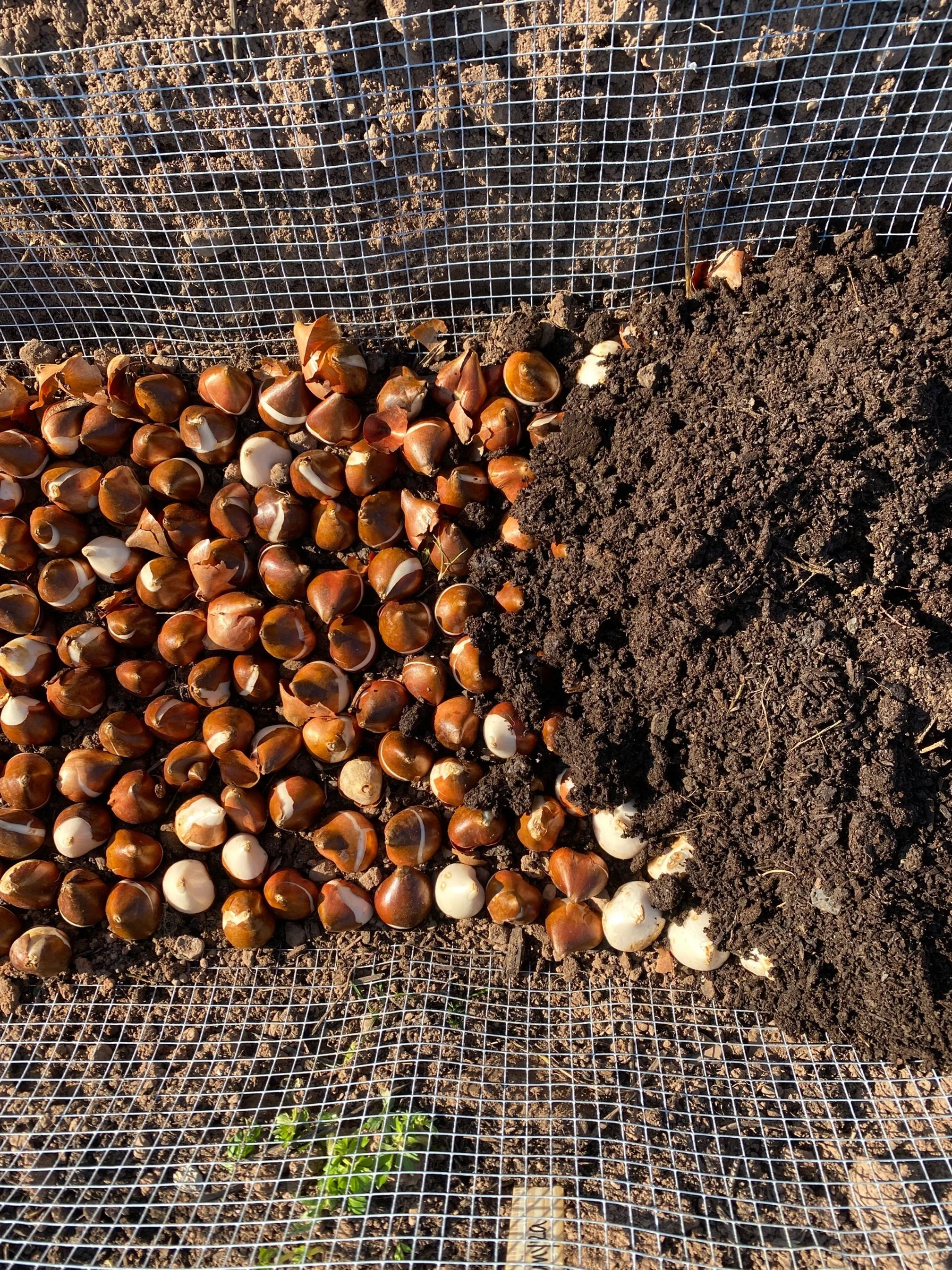 Vole-Proof Tulip Planting