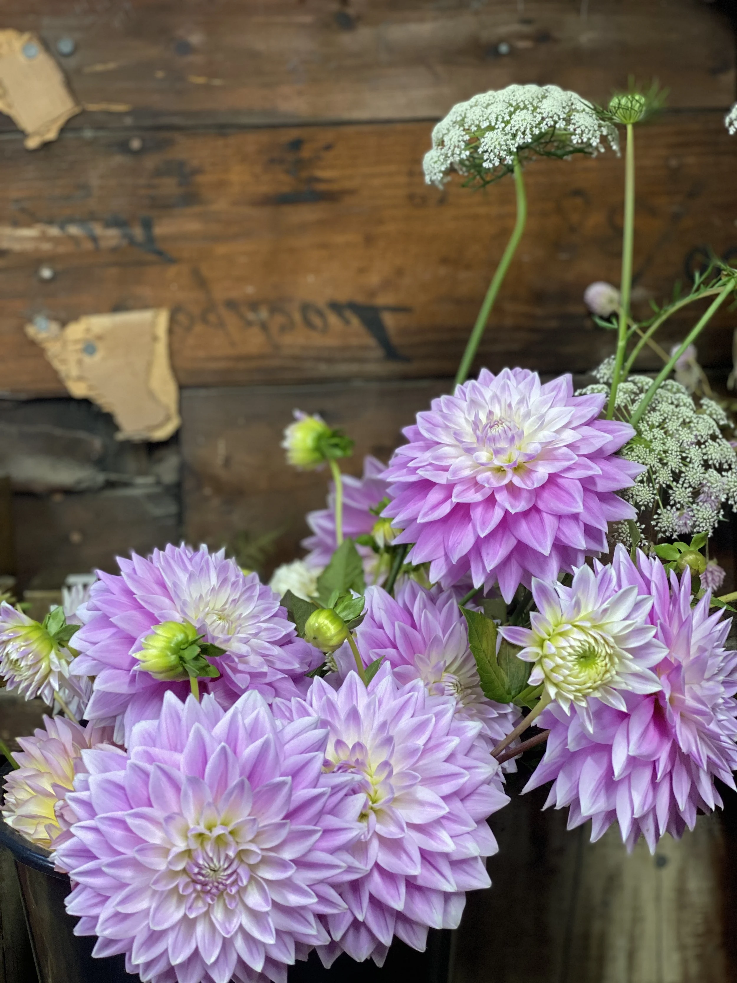 Ferncliff Inspiration Dahlia Tubers for Sale — Heirloom Soul Florals