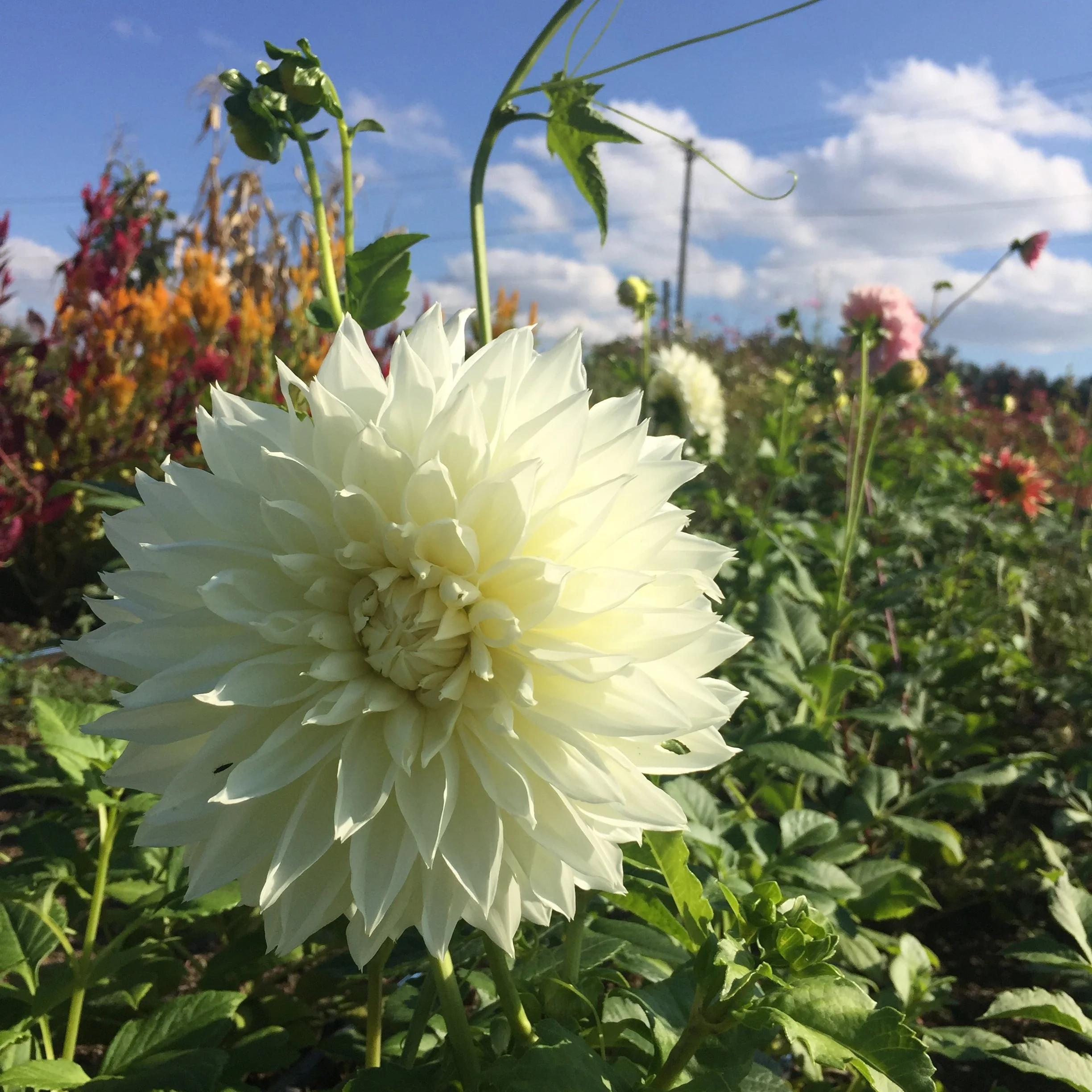 White Perfection Tuber