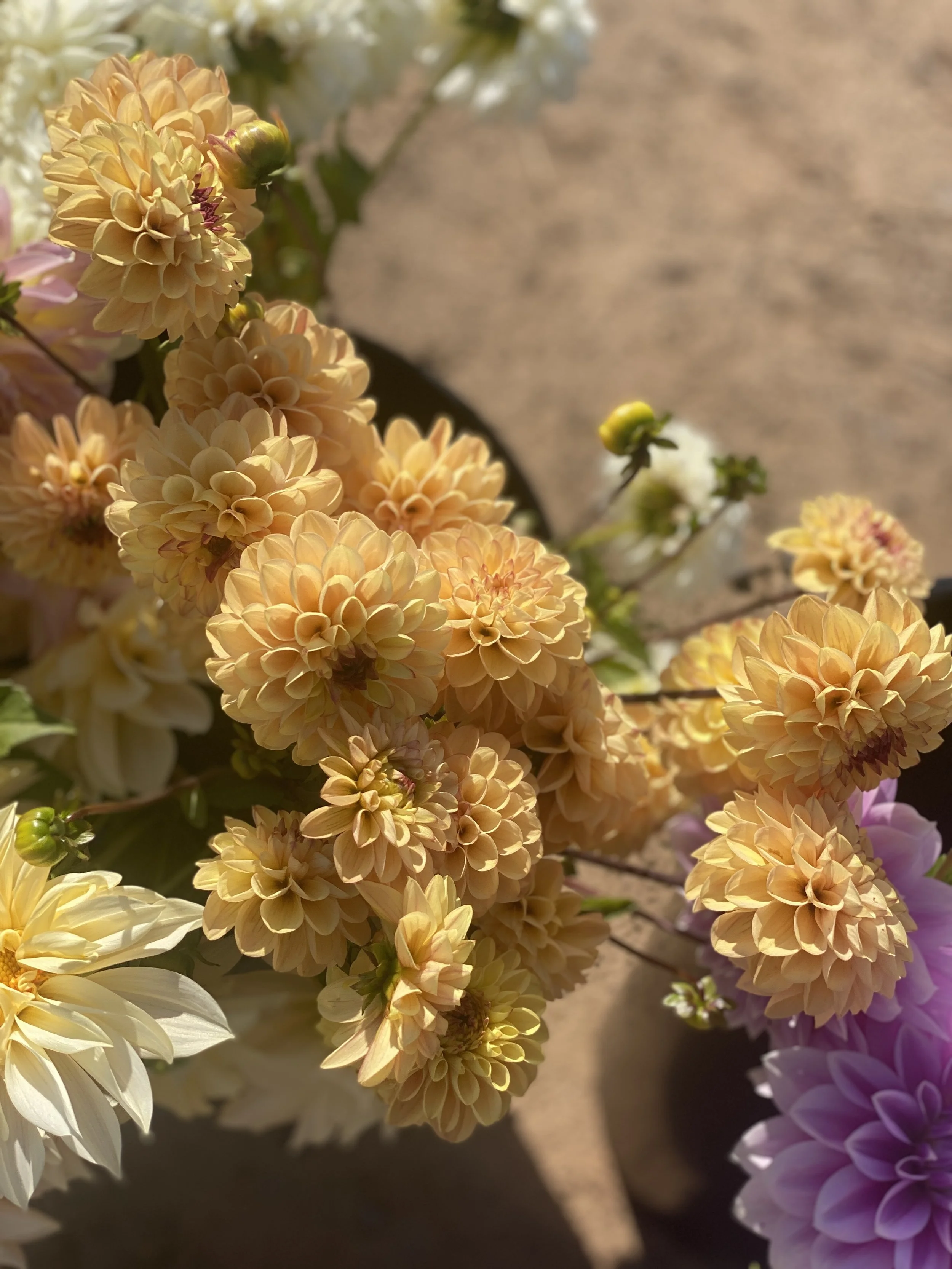 Wine Eyed Jill Dahlia Tubers for Sale — Heirloom Soul Florals