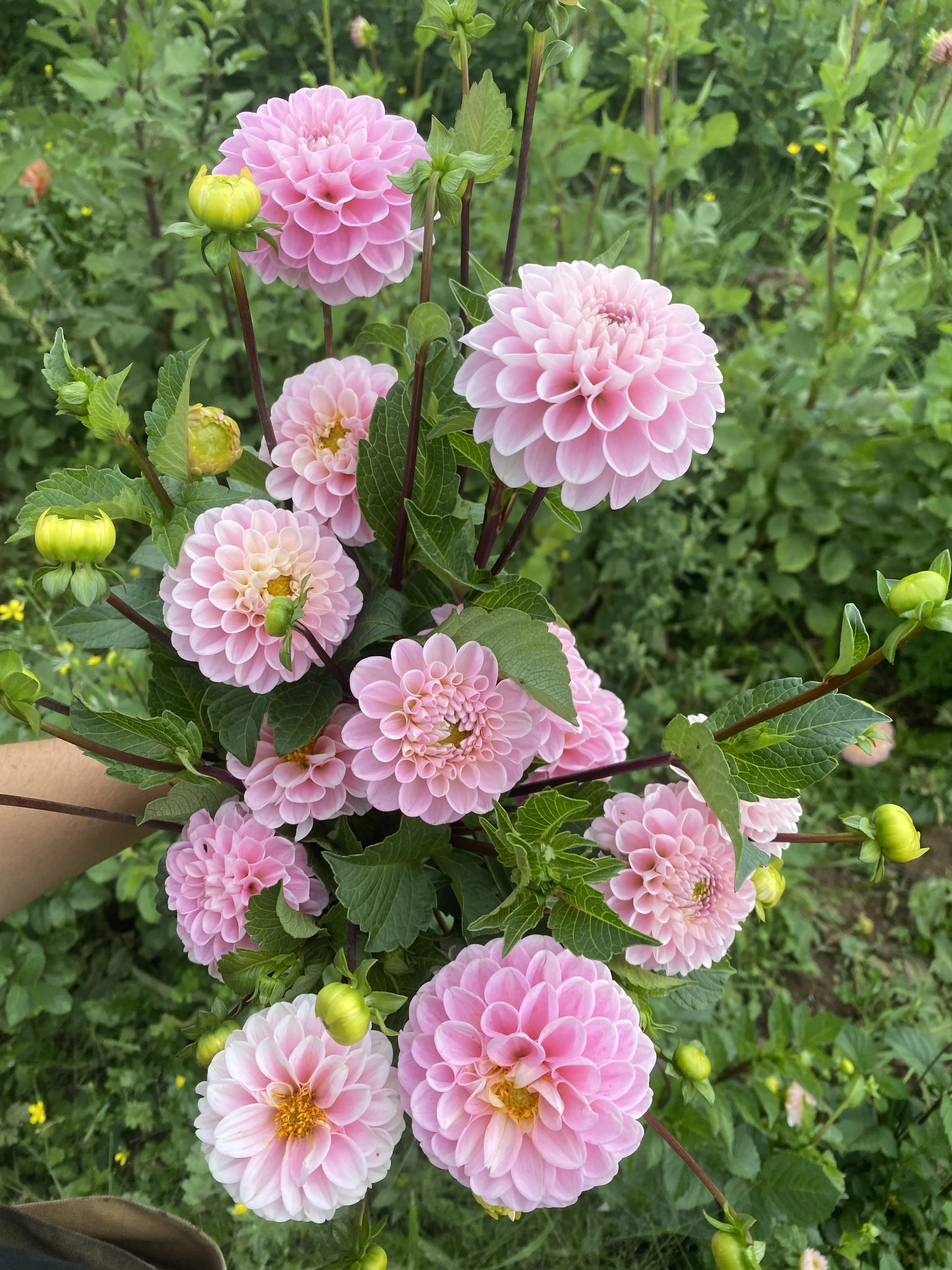 wizard of oz dahlia.JPG